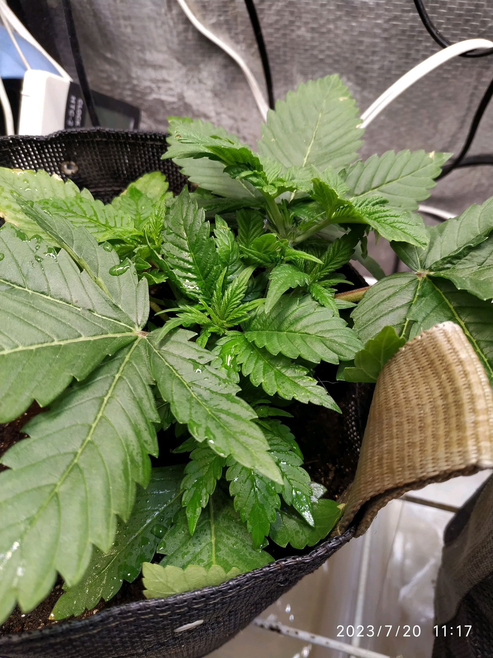 Jaqueline growlog photo 41