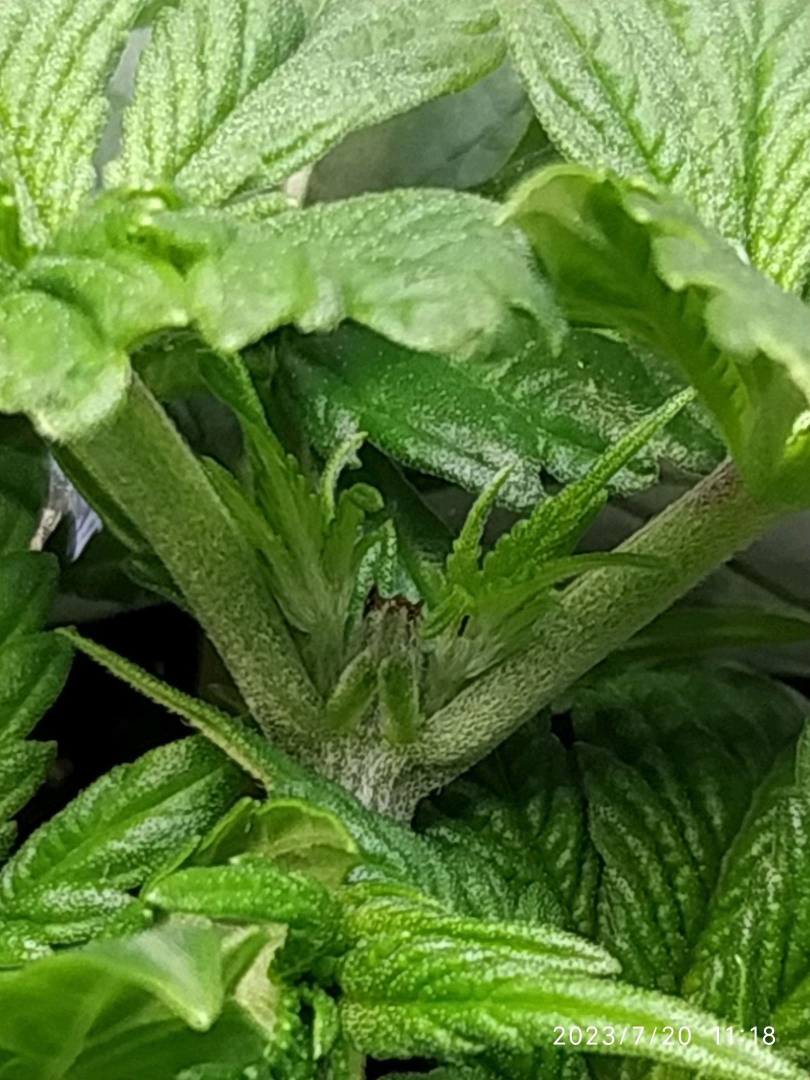 Jaqueline growlog photo 43