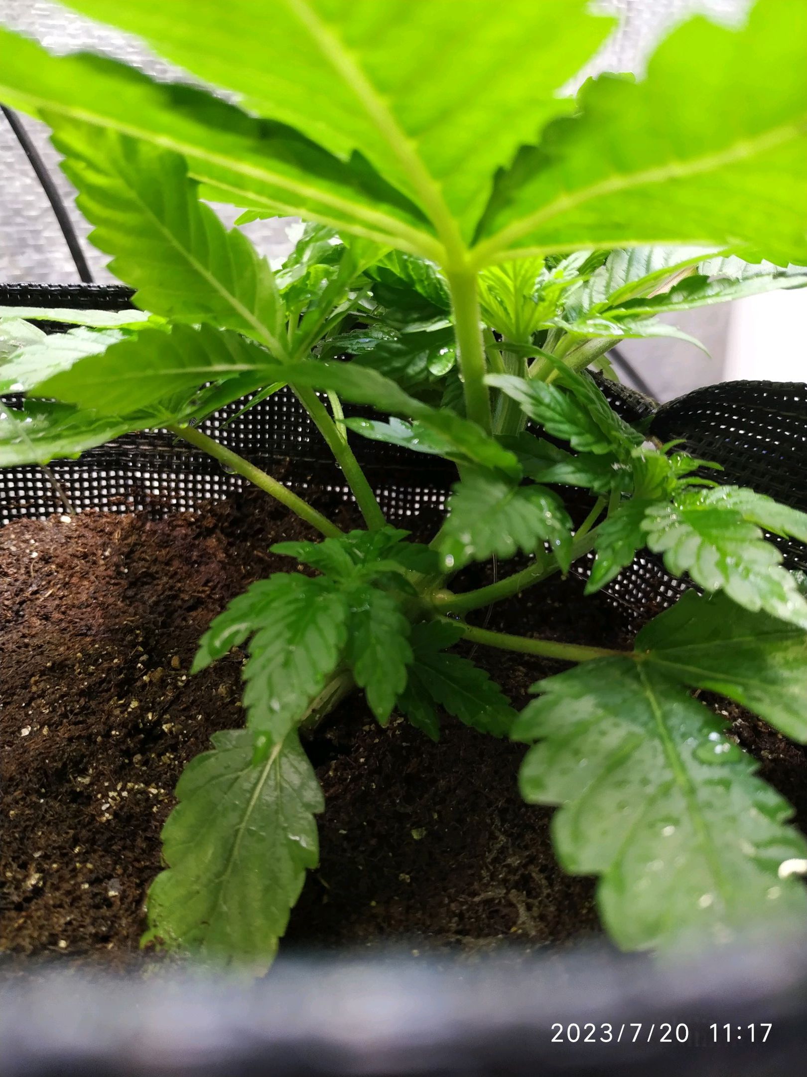 Jaqueline growlog photo 45