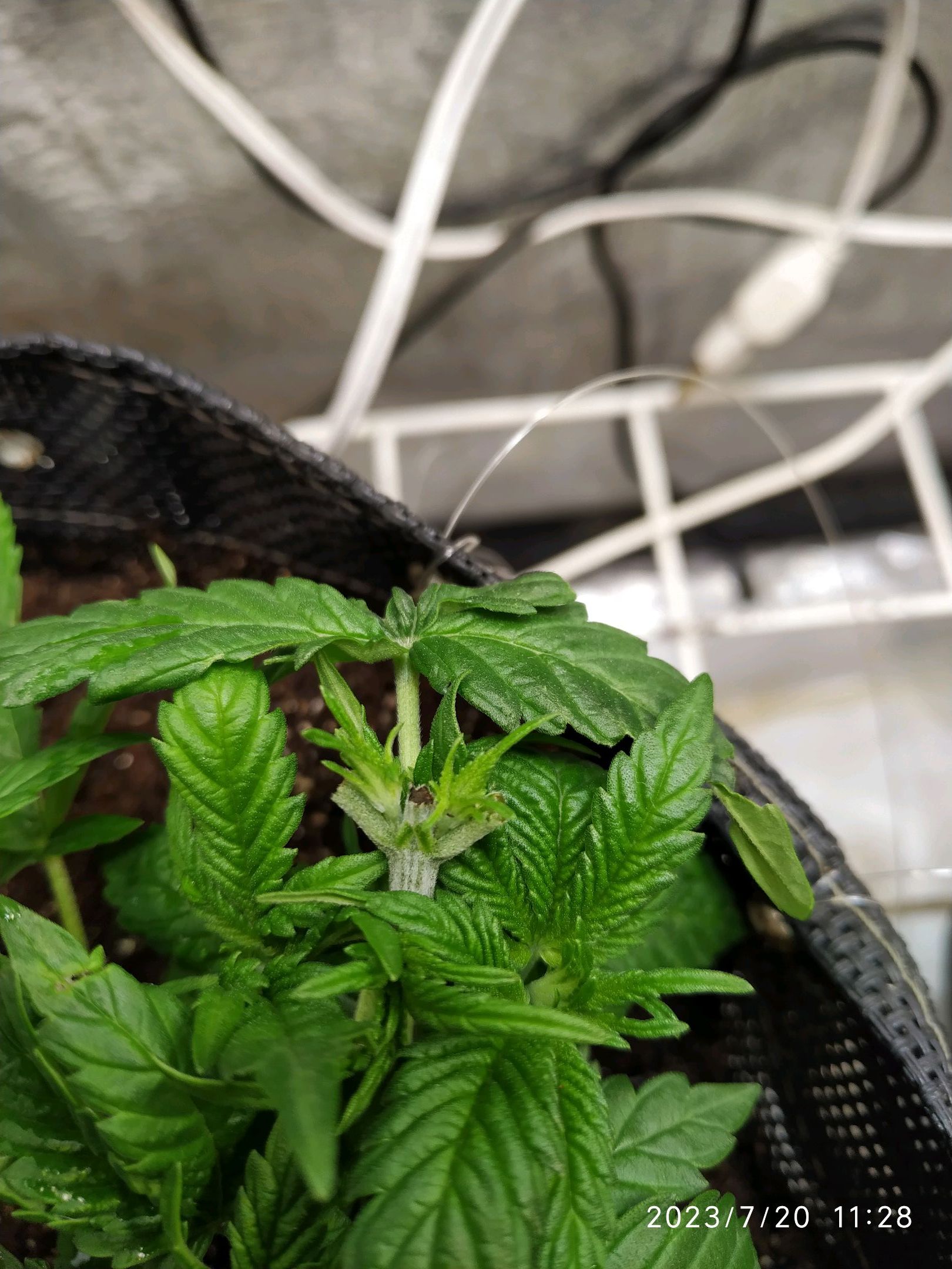 Jaqueline growlog photo 42