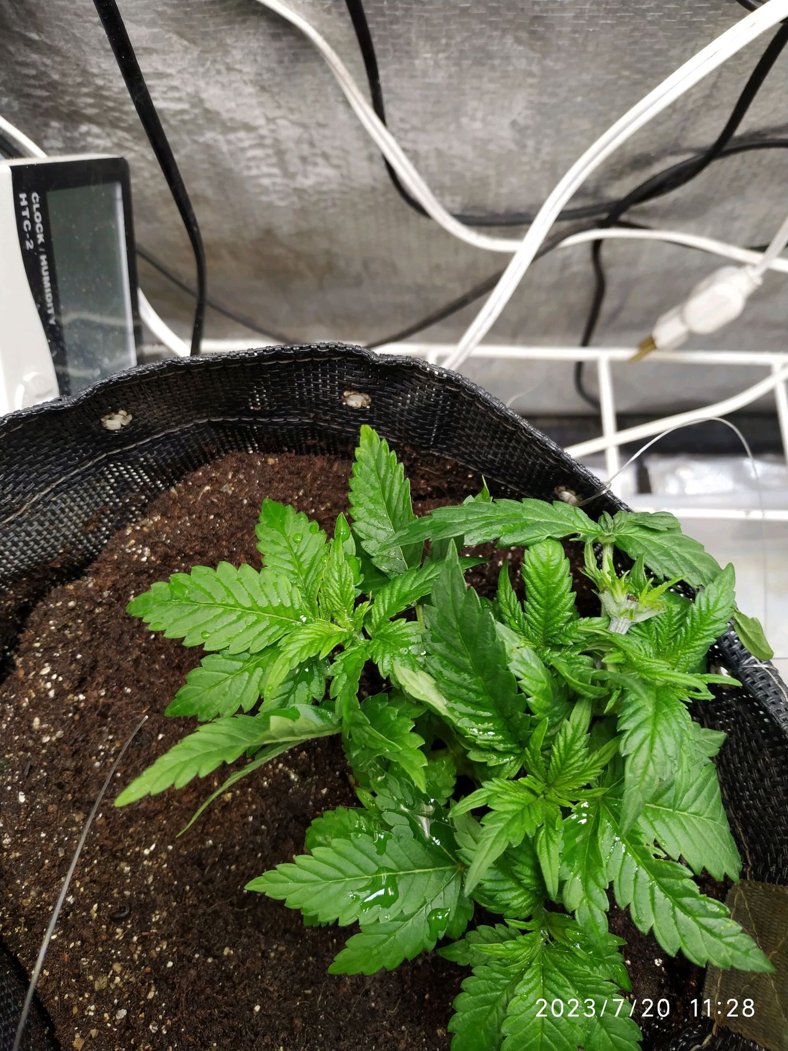 Jaqueline growlog photo 44