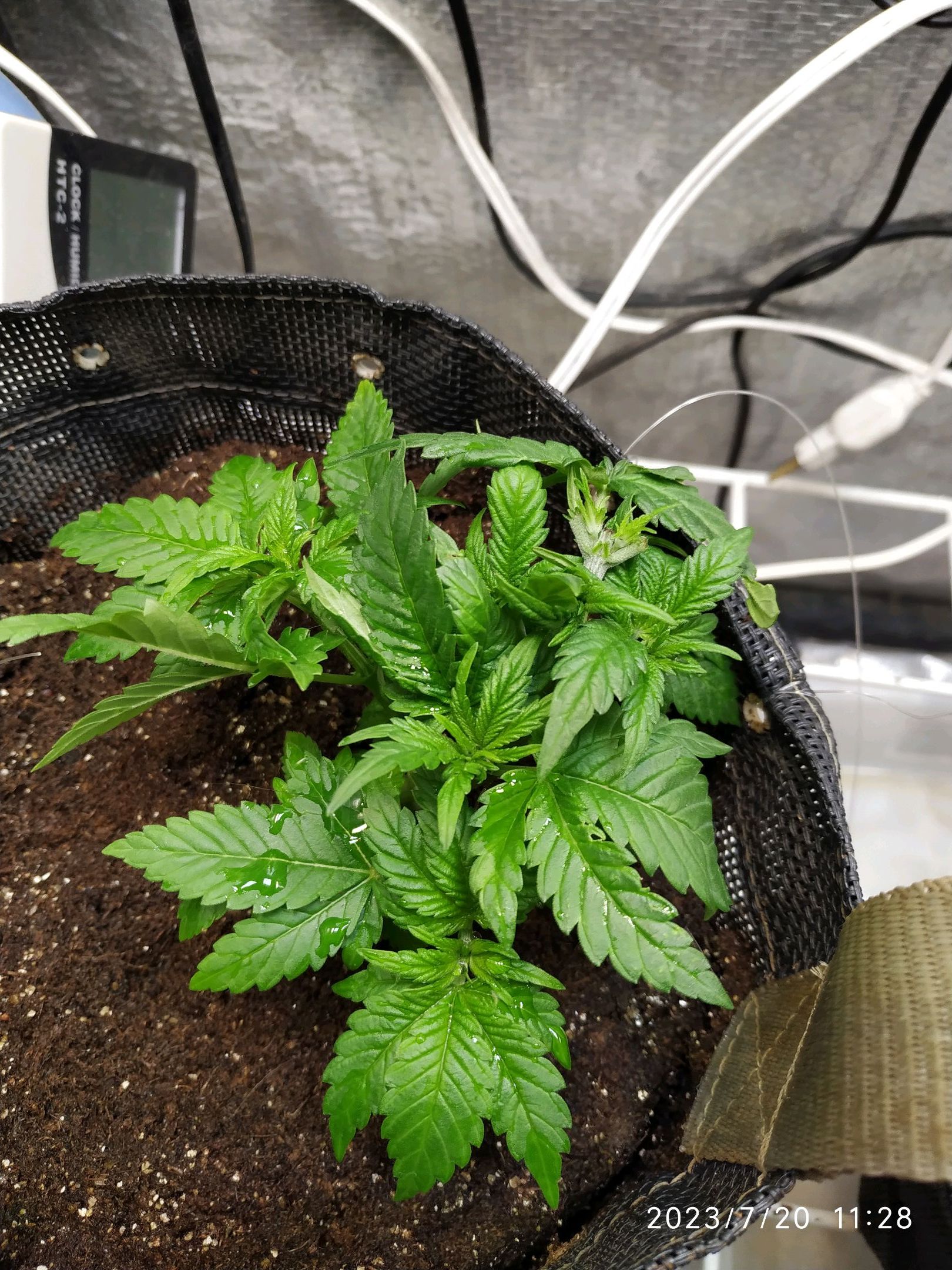 Jaqueline growlog photo 46