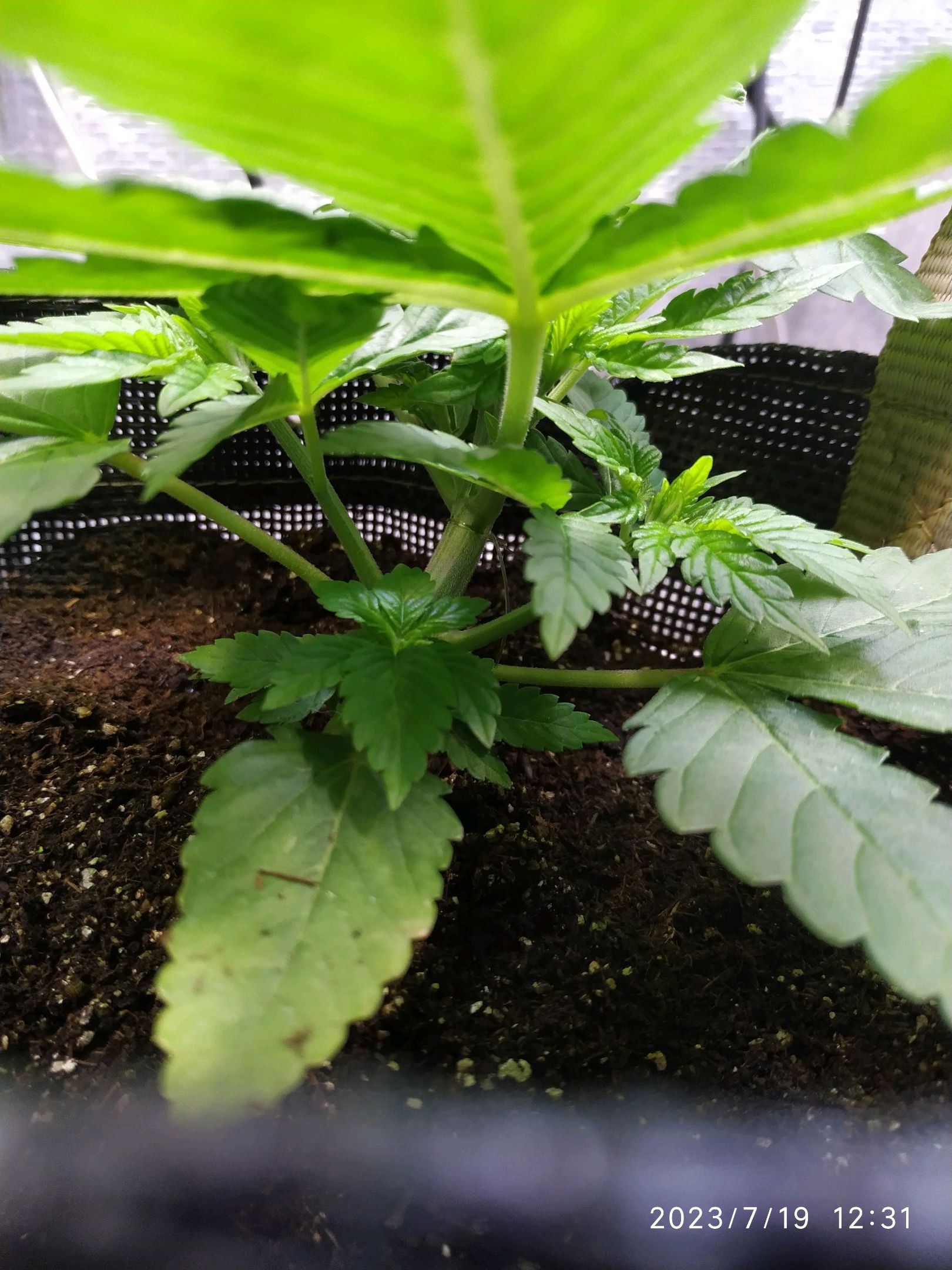 Jaqueline growlog photo 36