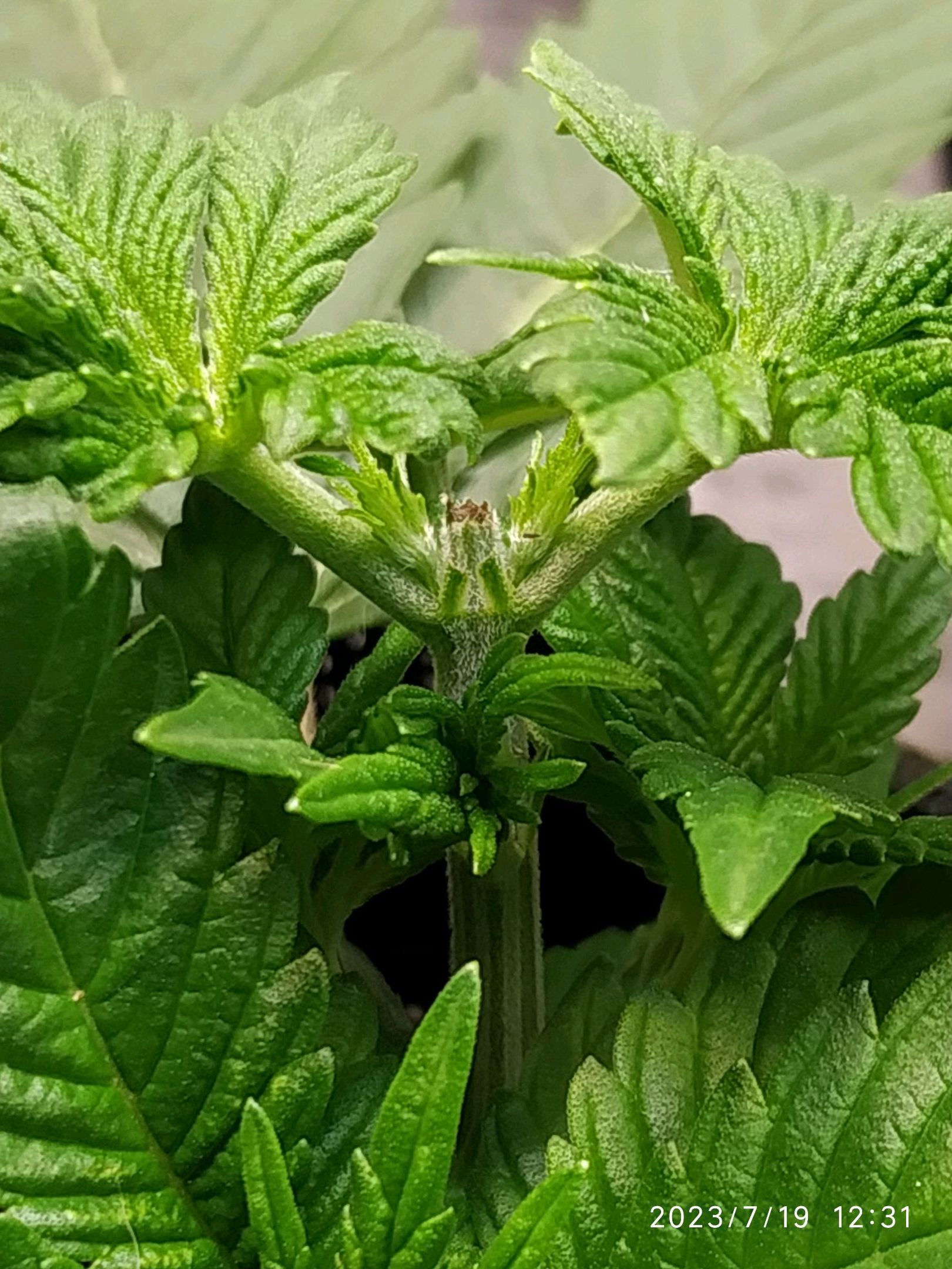 Jaqueline growlog photo 38