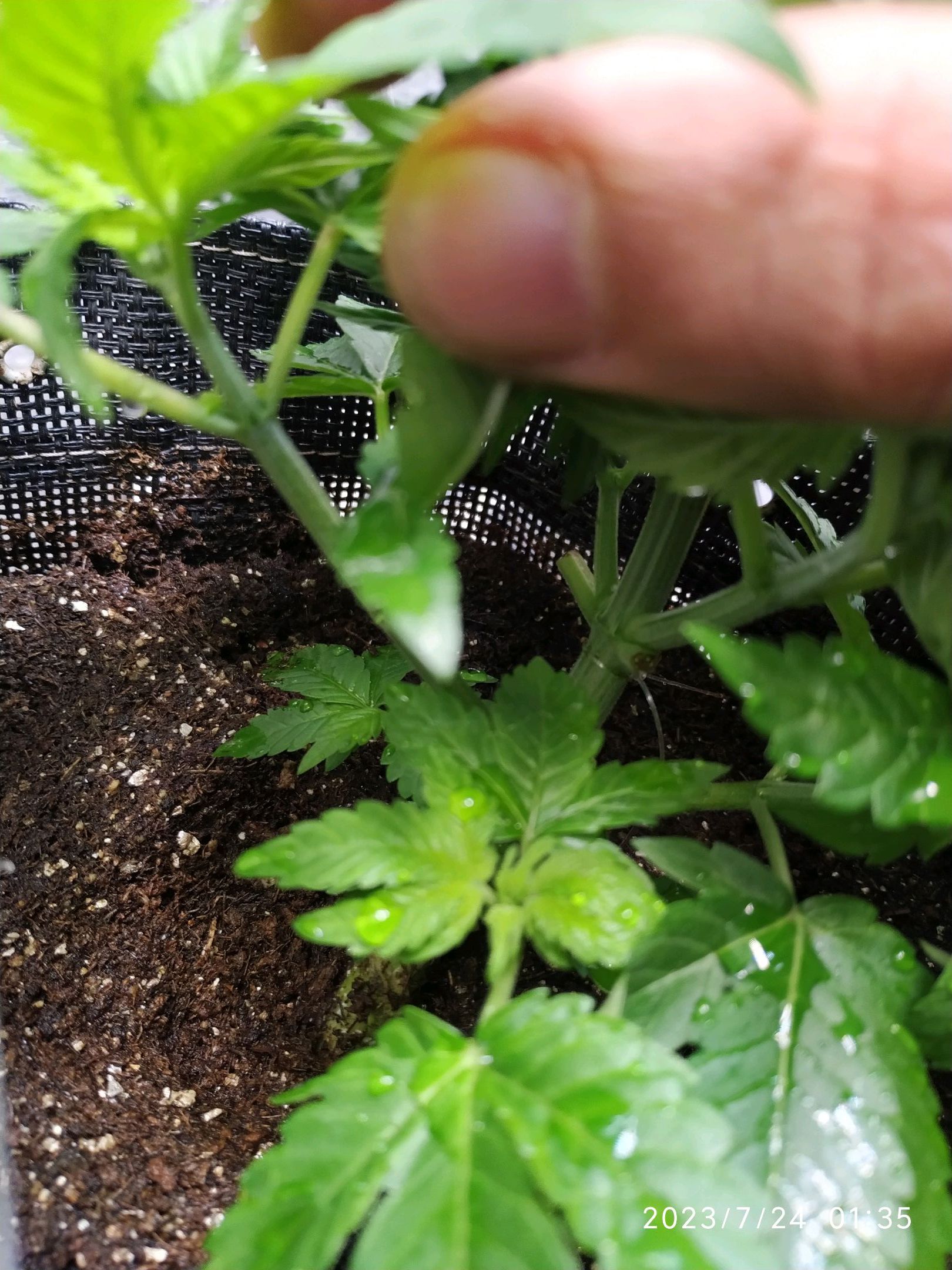 Jaqueline growlog photo 47