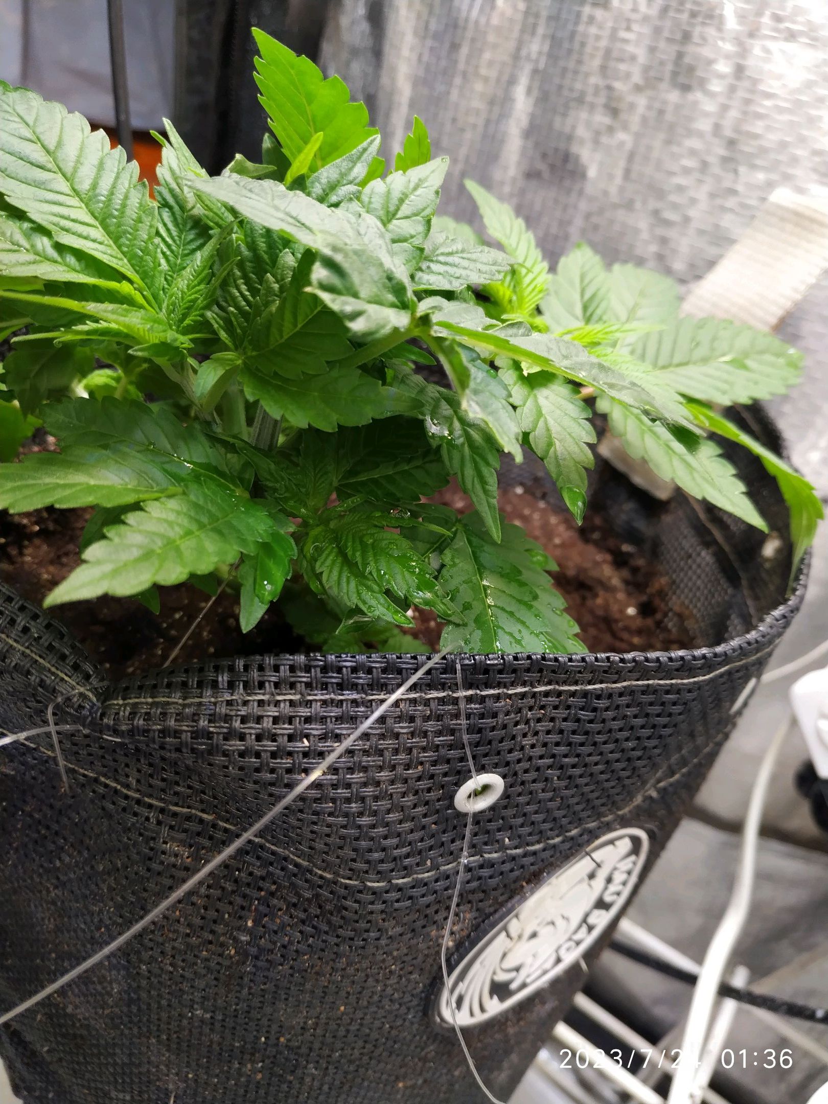 Jaqueline growlog photo 50