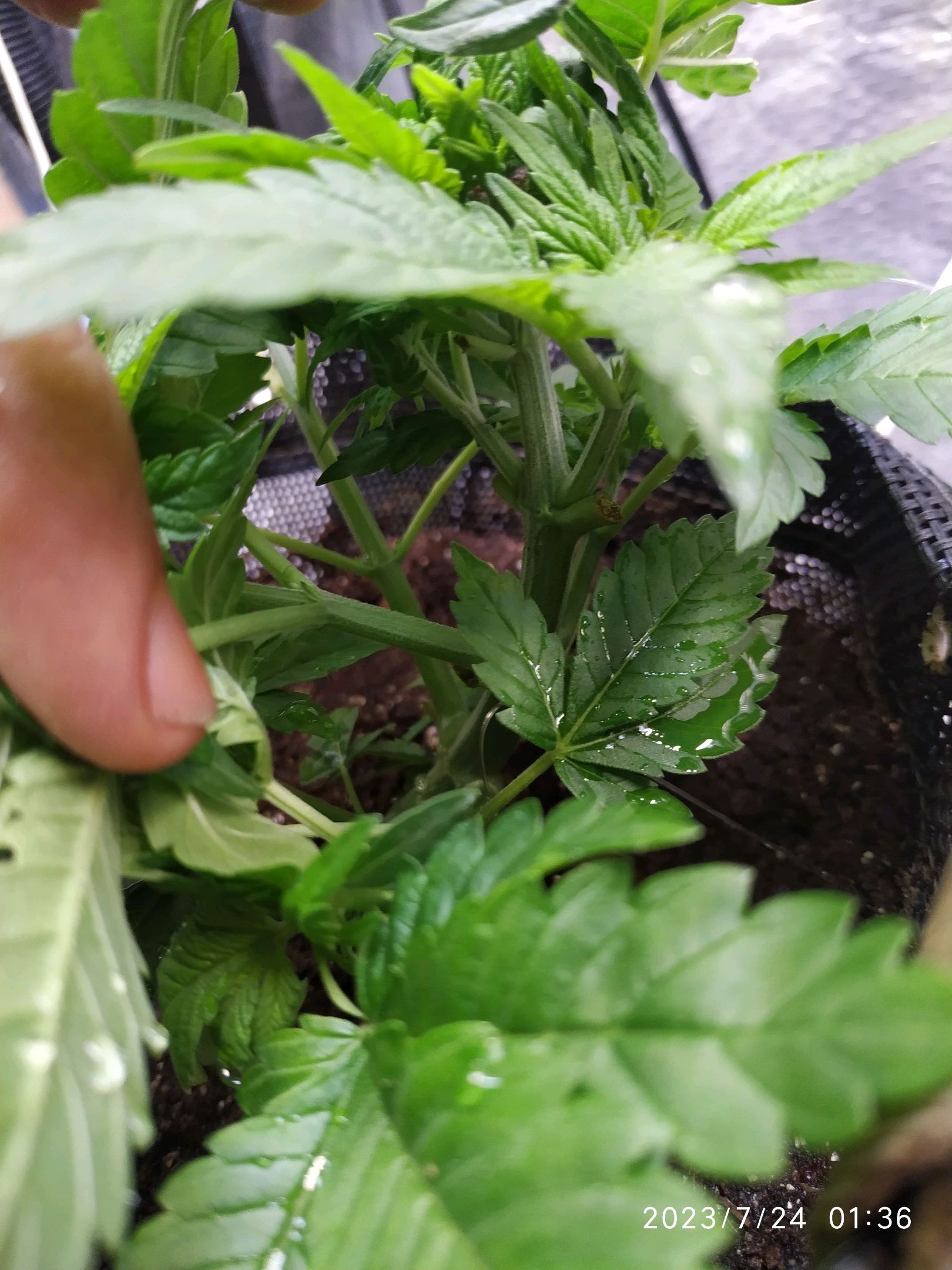 Jaqueline growlog photo 51