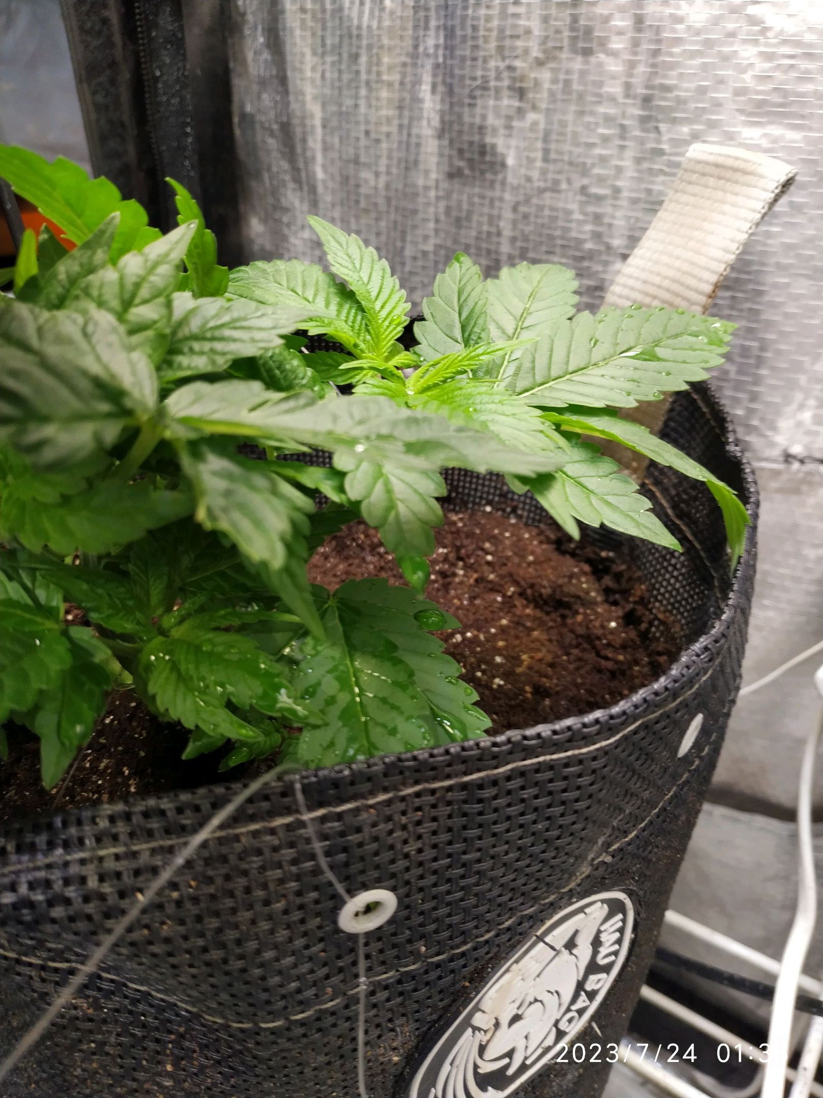 Jaqueline growlog photo 52