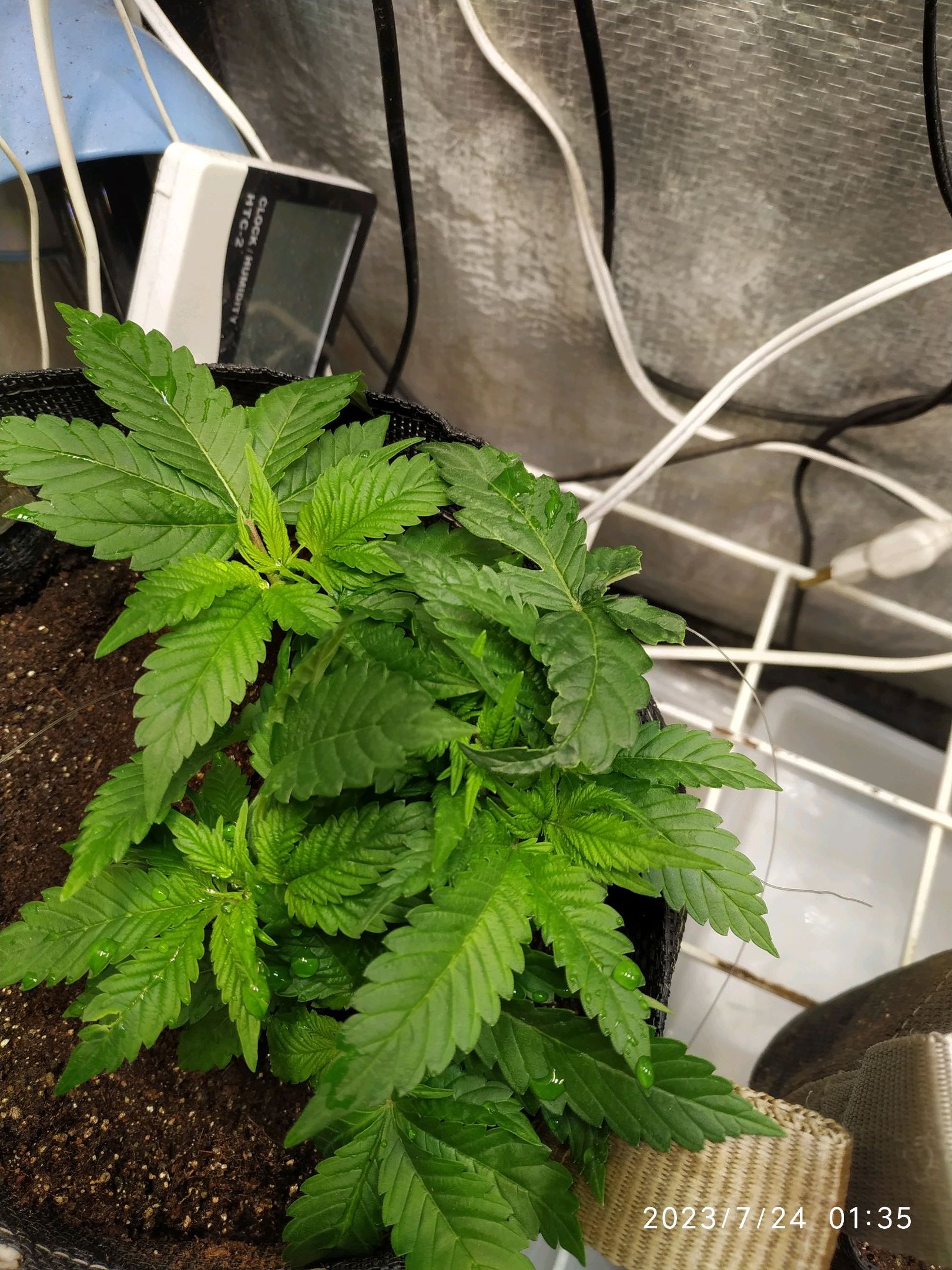Jaqueline growlog photo 54