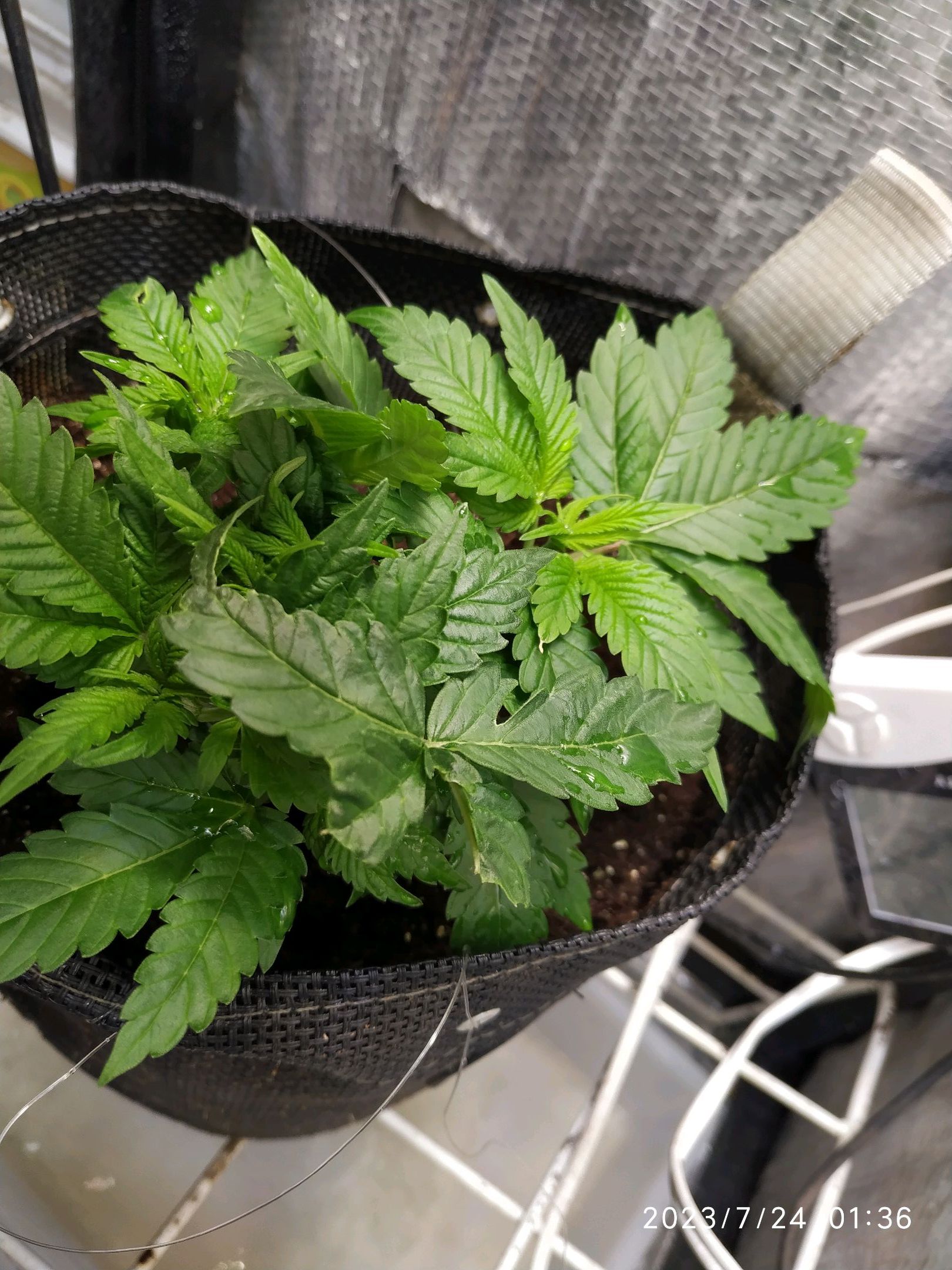 Jaqueline growlog photo 55