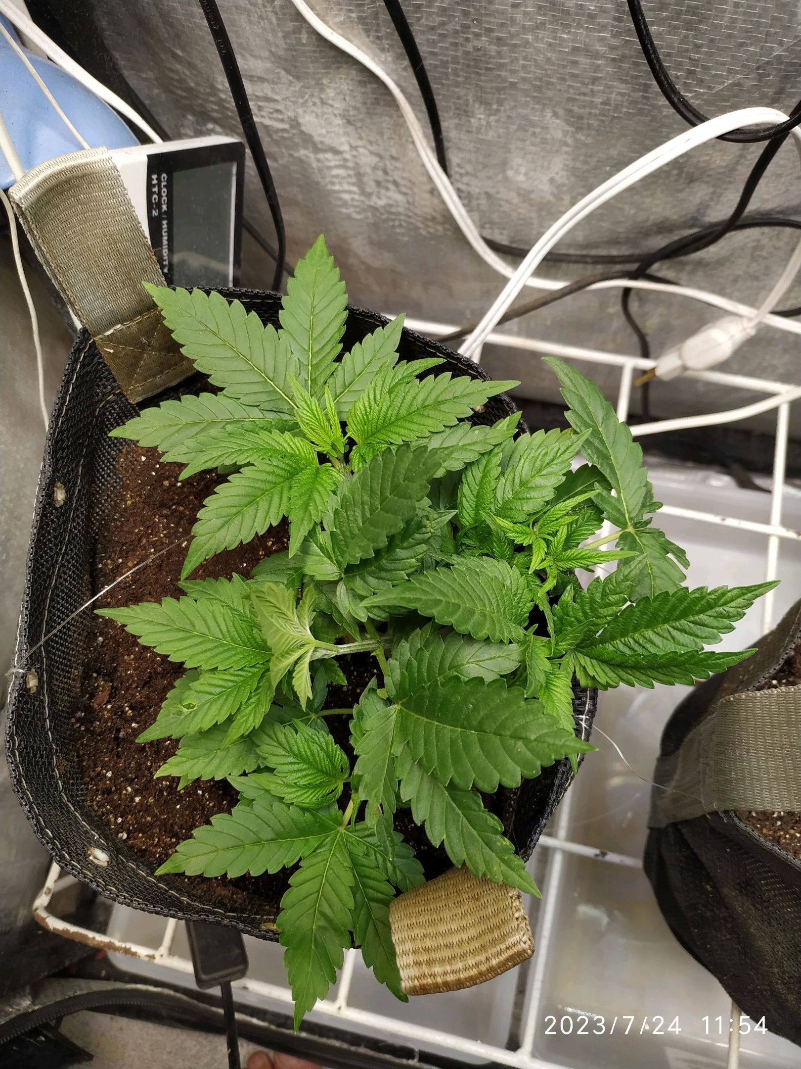 Jaqueline growlog photo 48