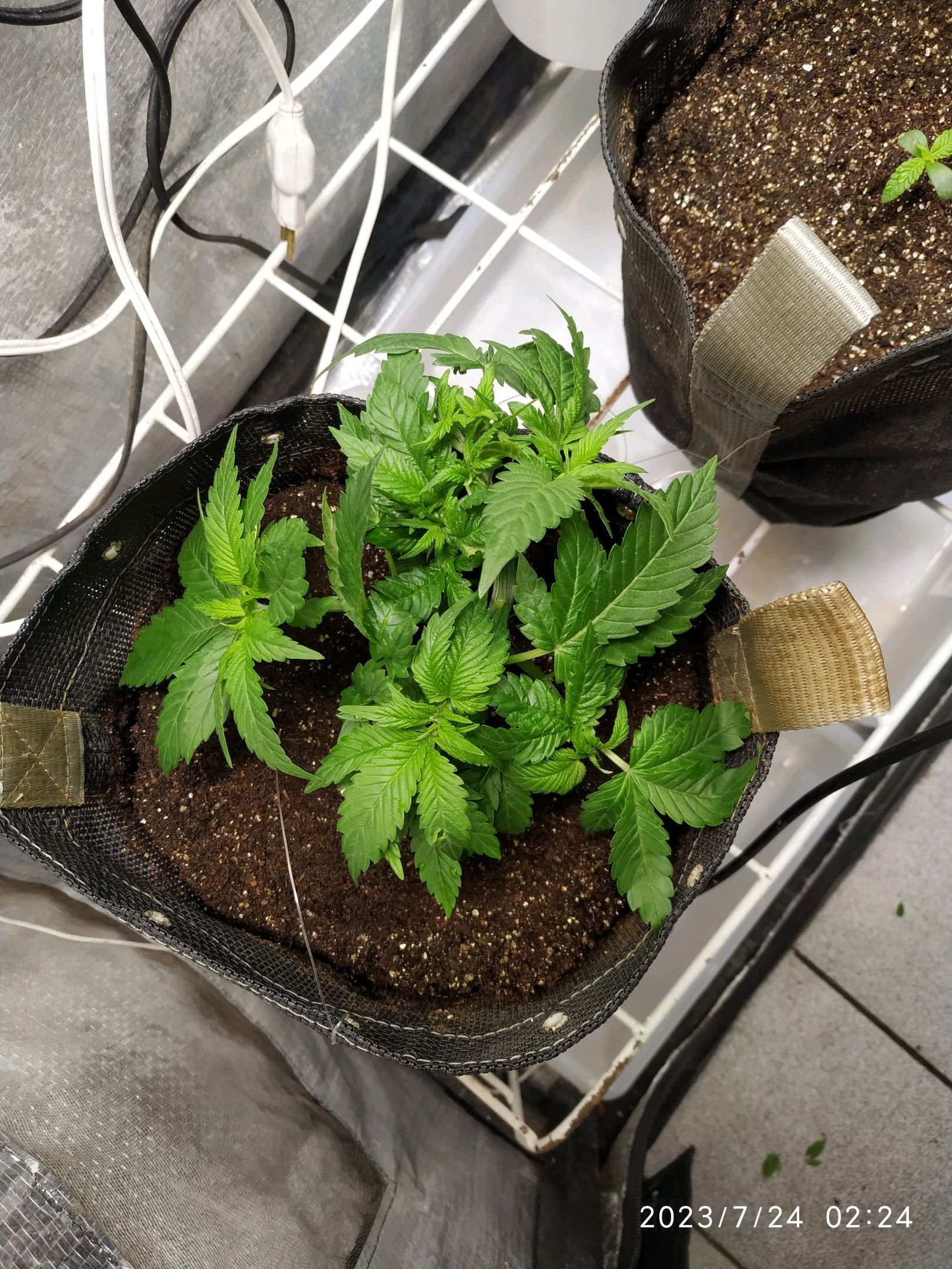 Jaqueline growlog photo 49
