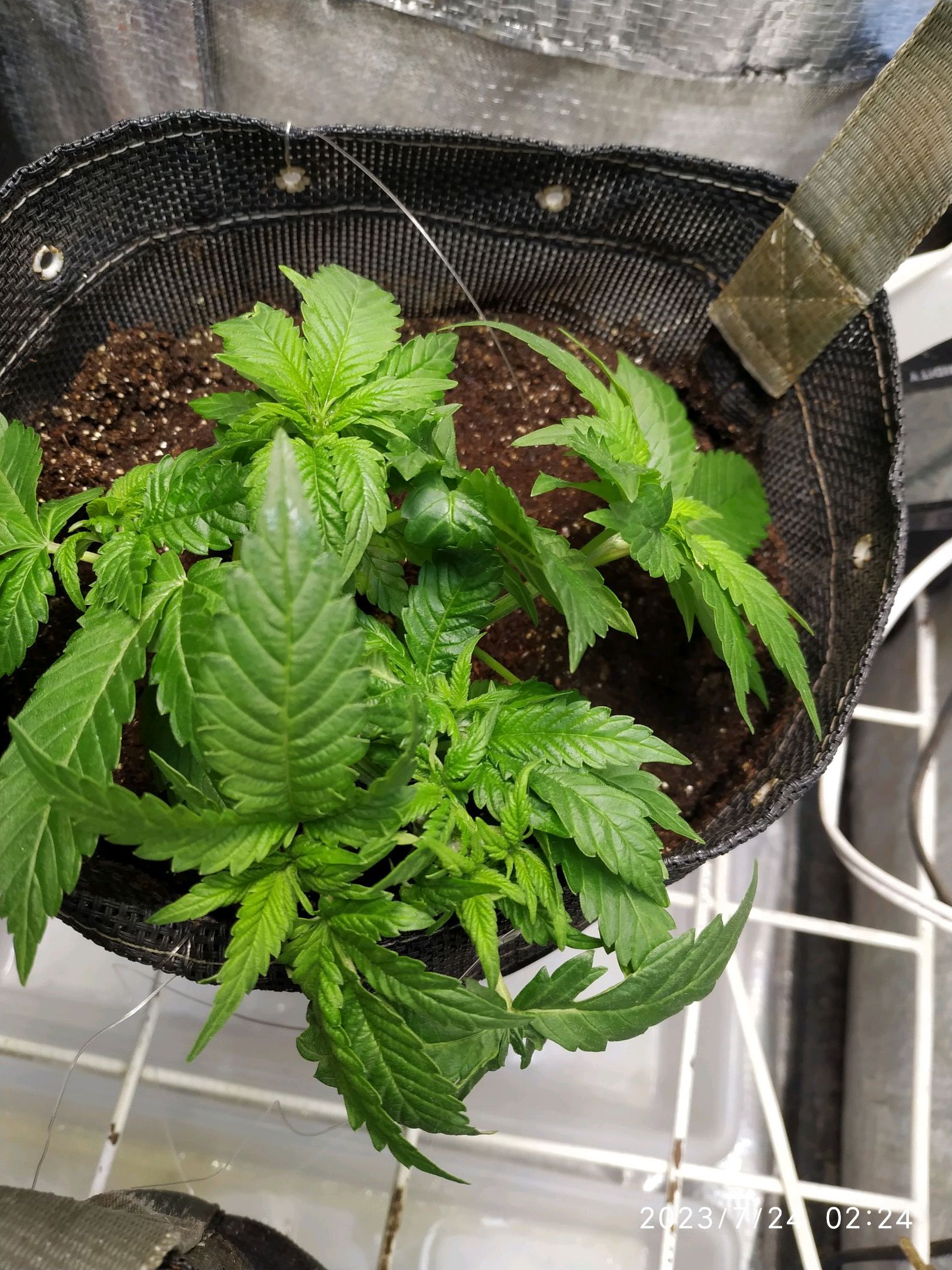 Jaqueline growlog photo 53