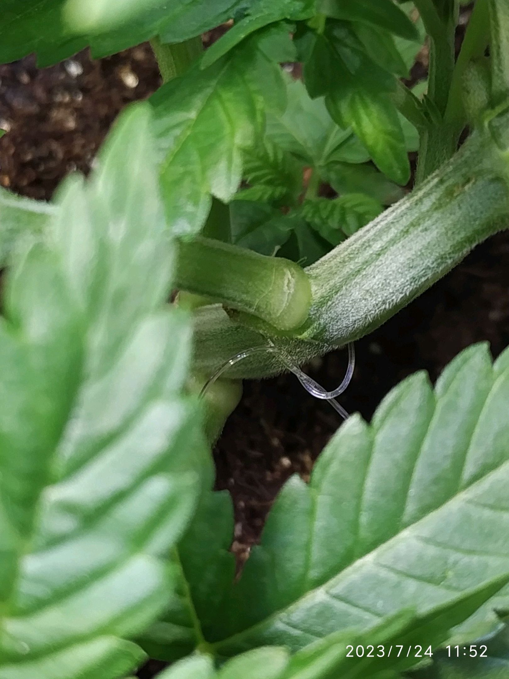 Jaqueline growlog photo 59