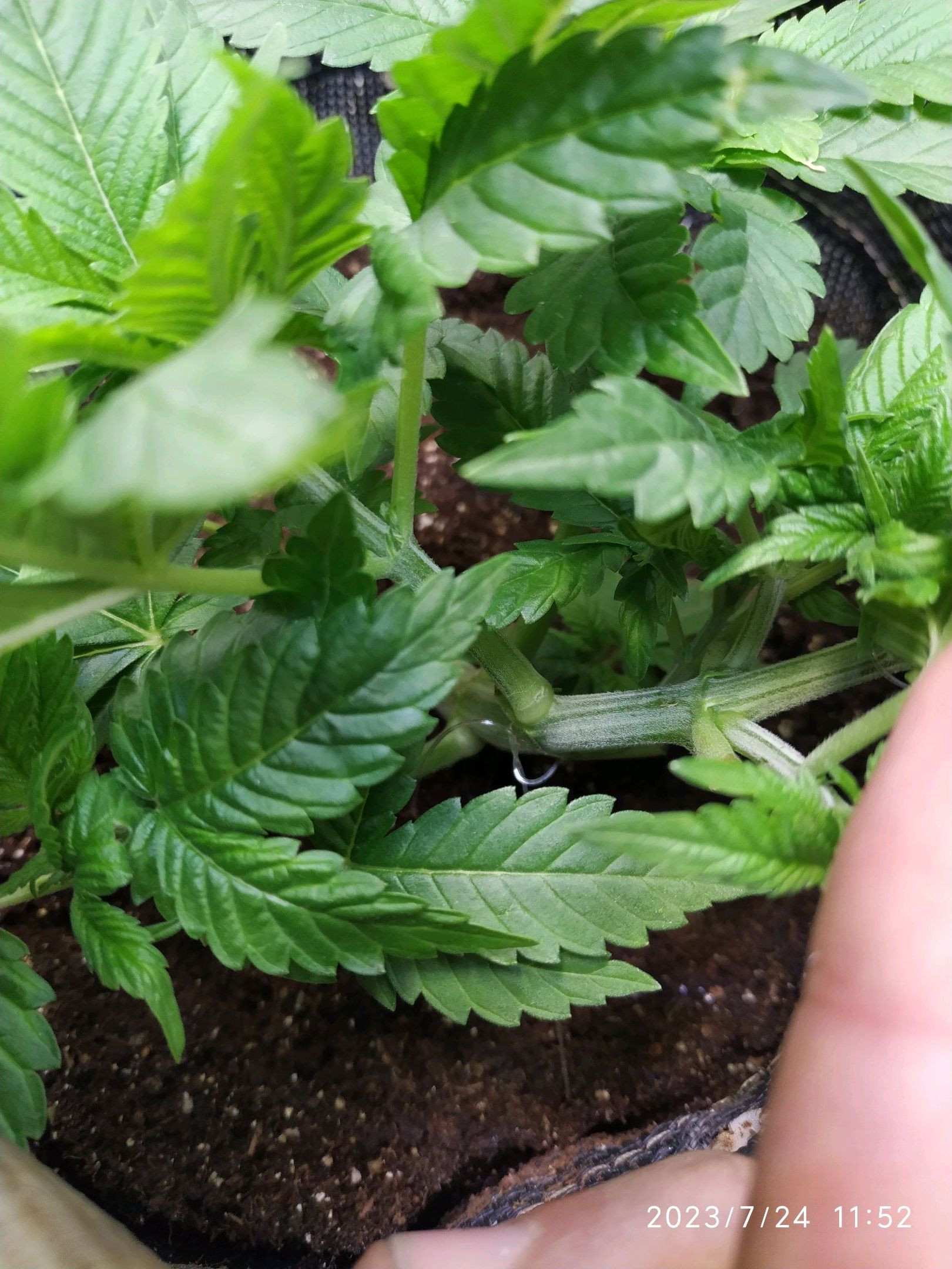 Jaqueline growlog photo 61