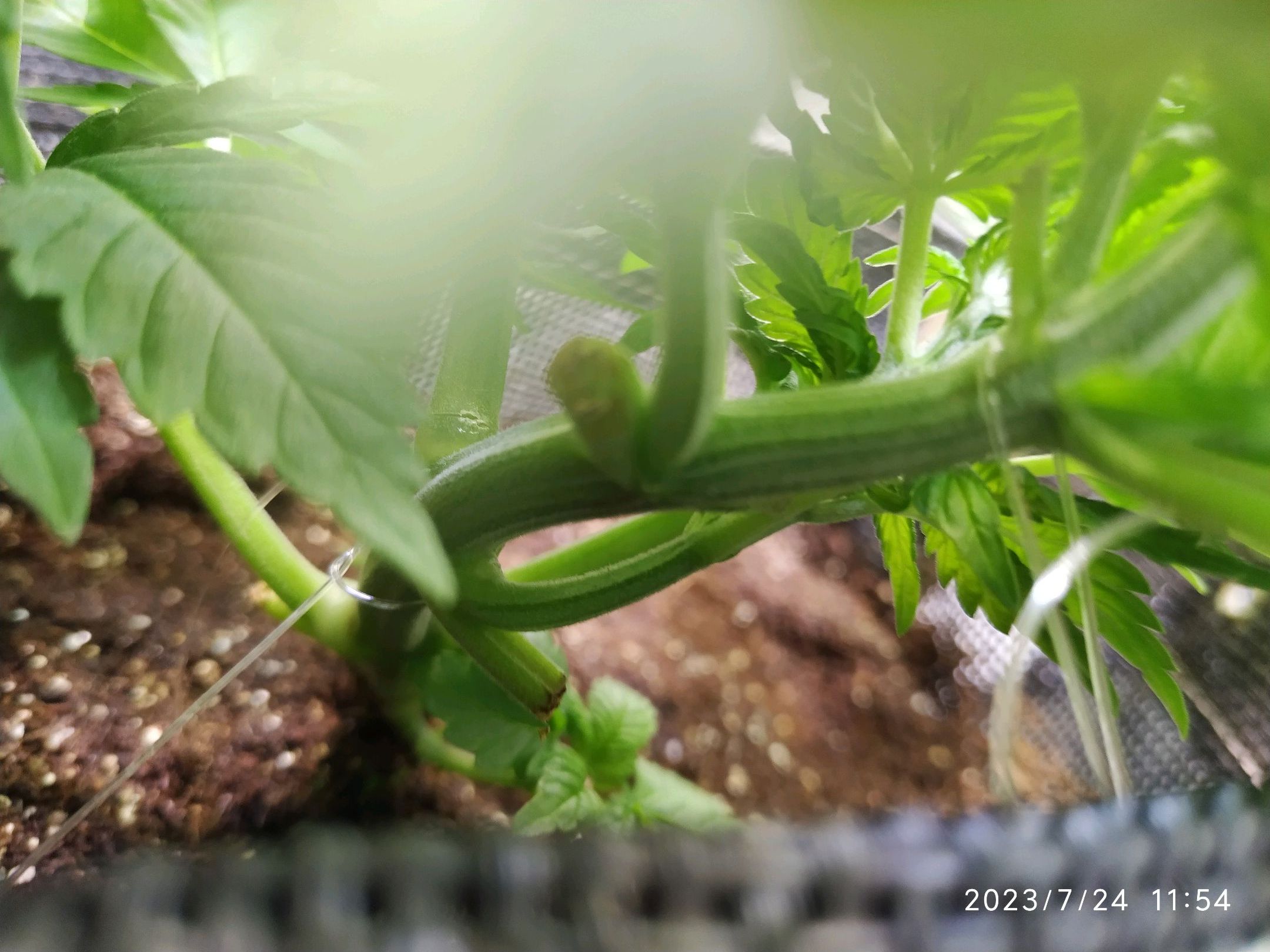 Jaqueline growlog photo 63