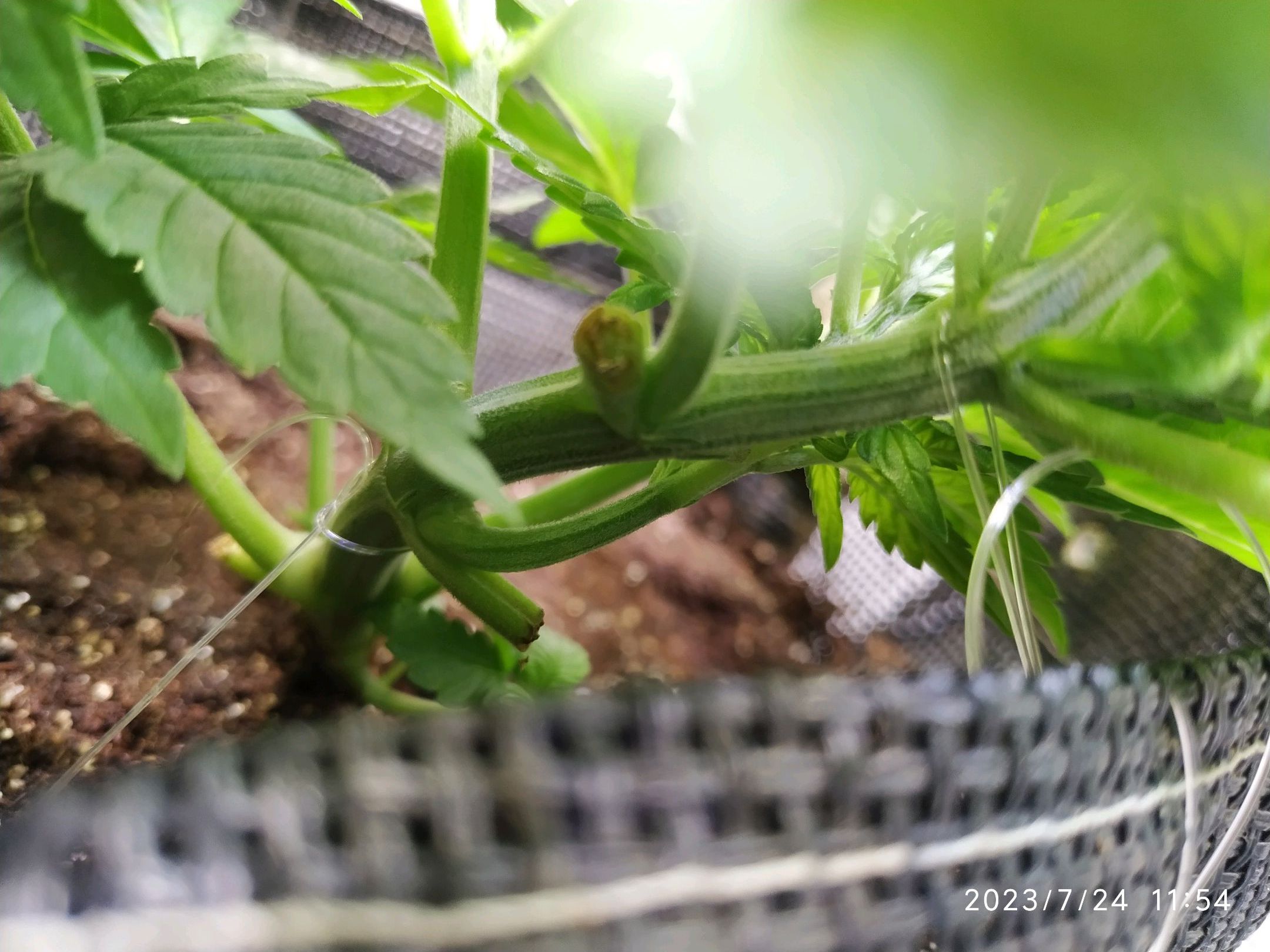 Jaqueline growlog photo 64