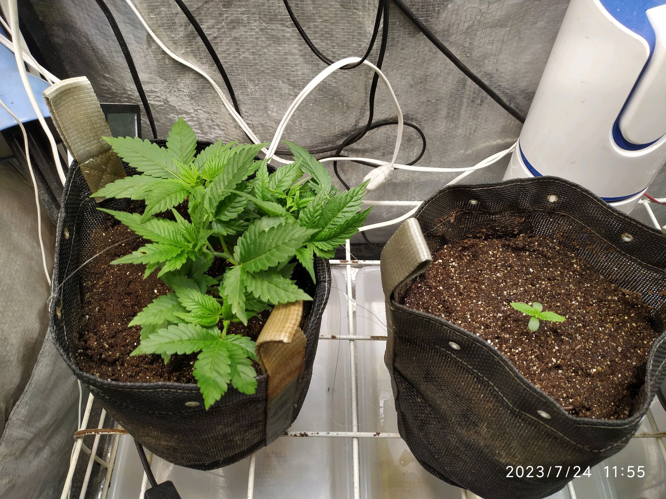 Jaqueline growlog photo 60