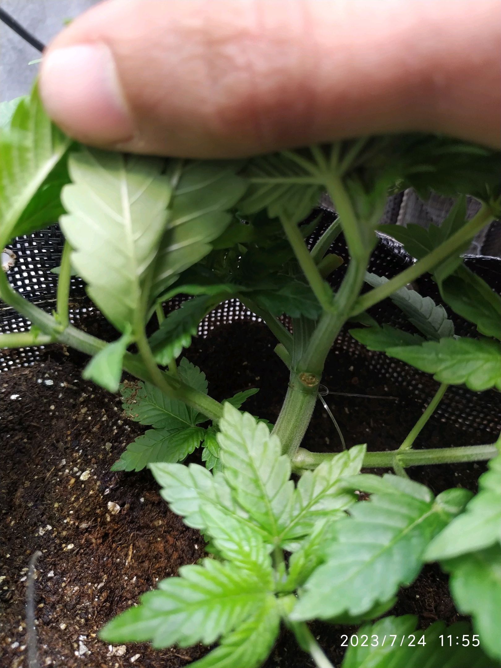 Jaqueline growlog photo 65