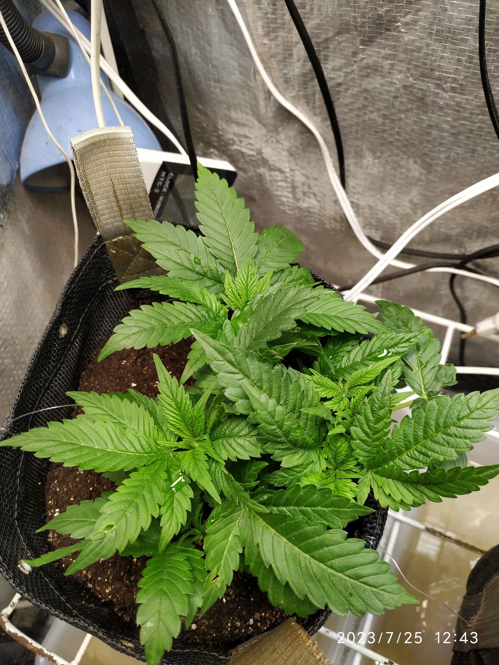 Jaqueline growlog photo 66