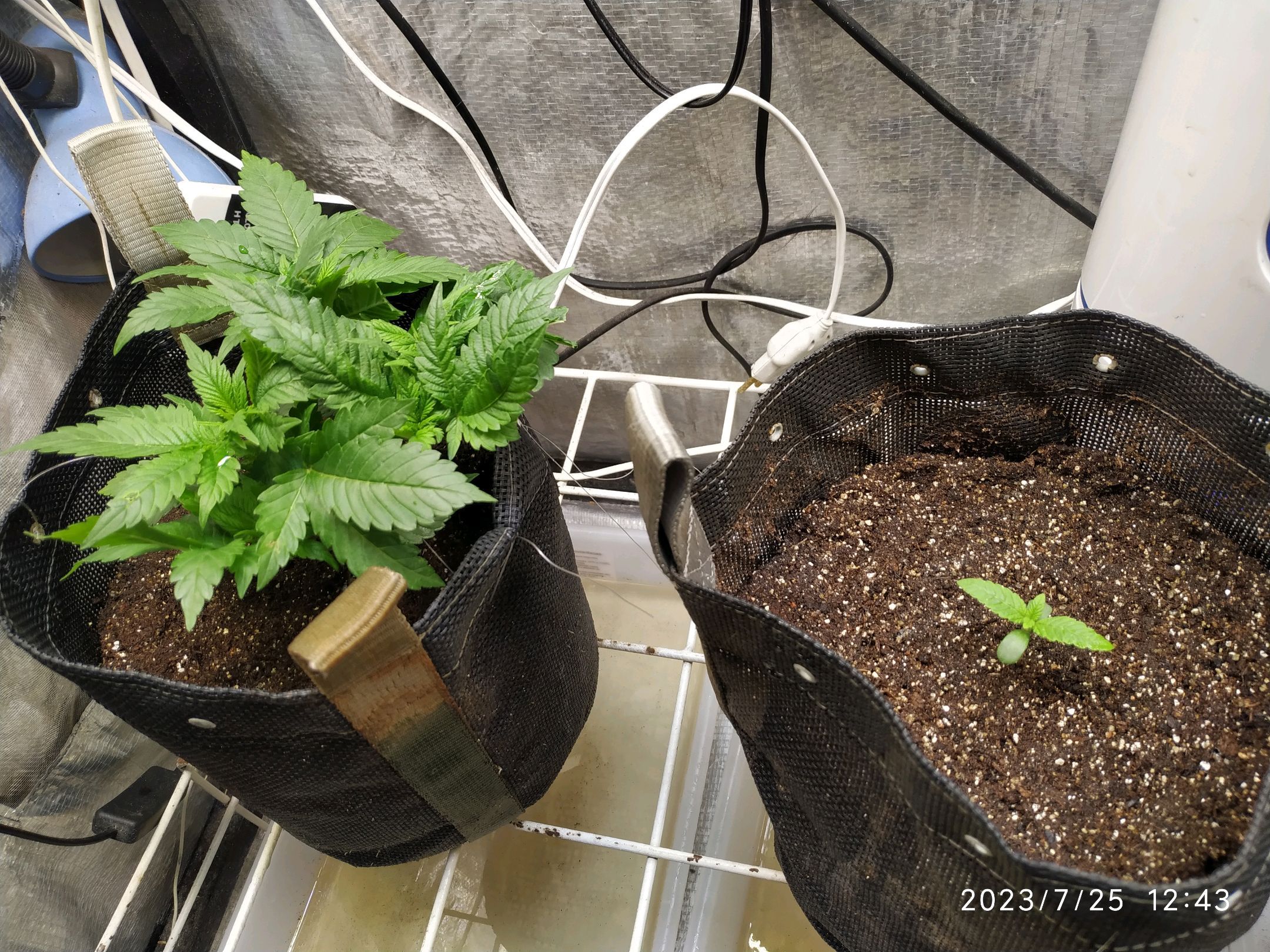 Jaqueline growlog photo 69