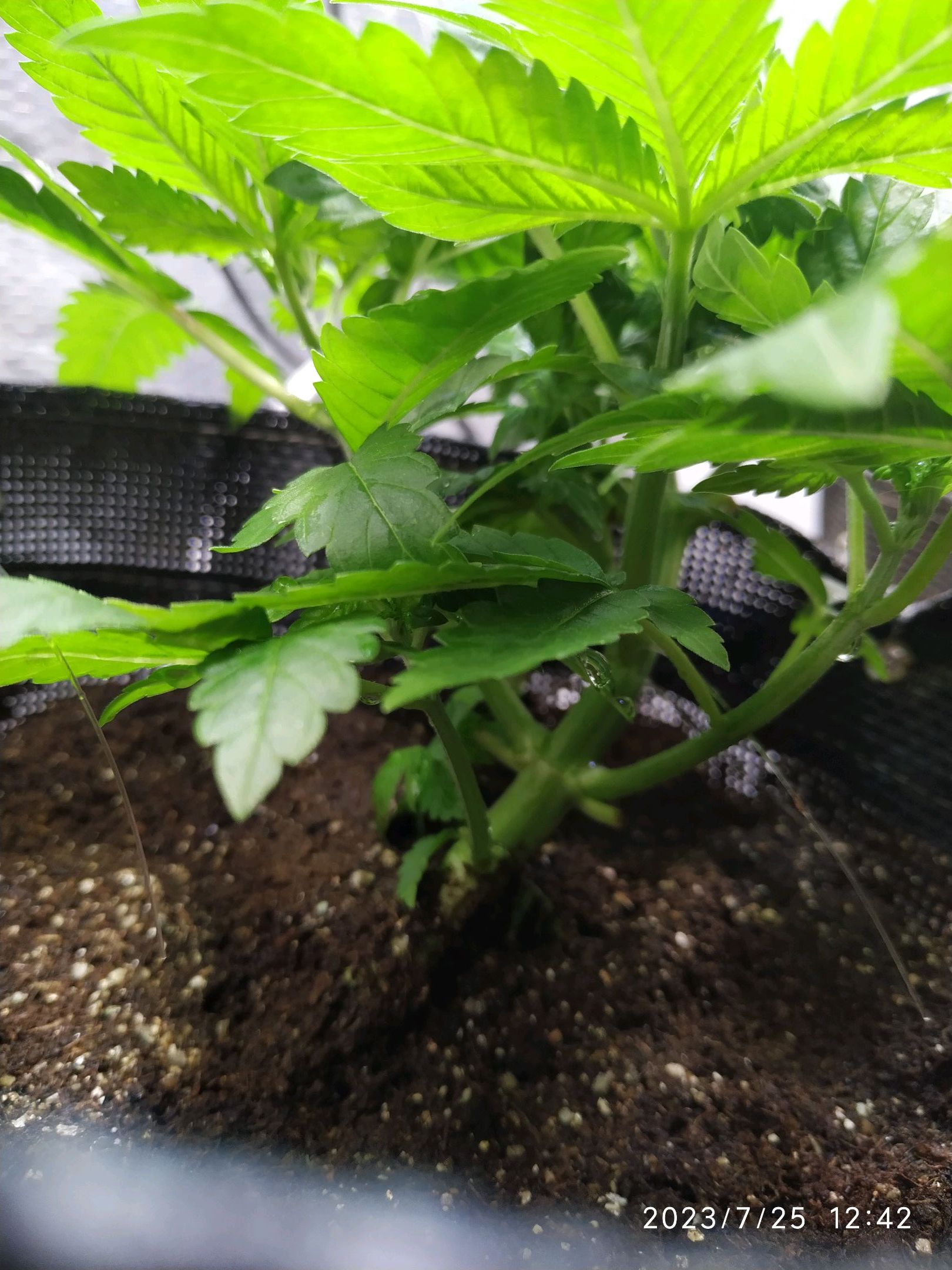 Jaqueline growlog photo 71