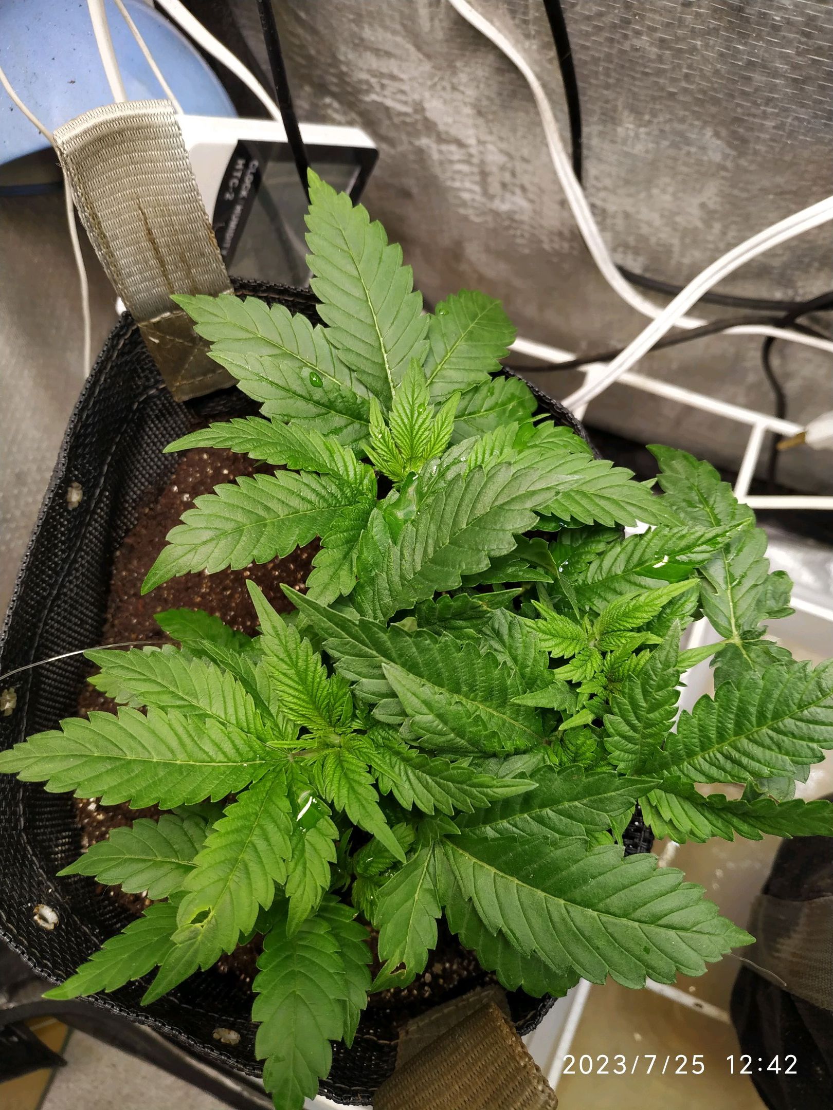 Jaqueline growlog photo 72