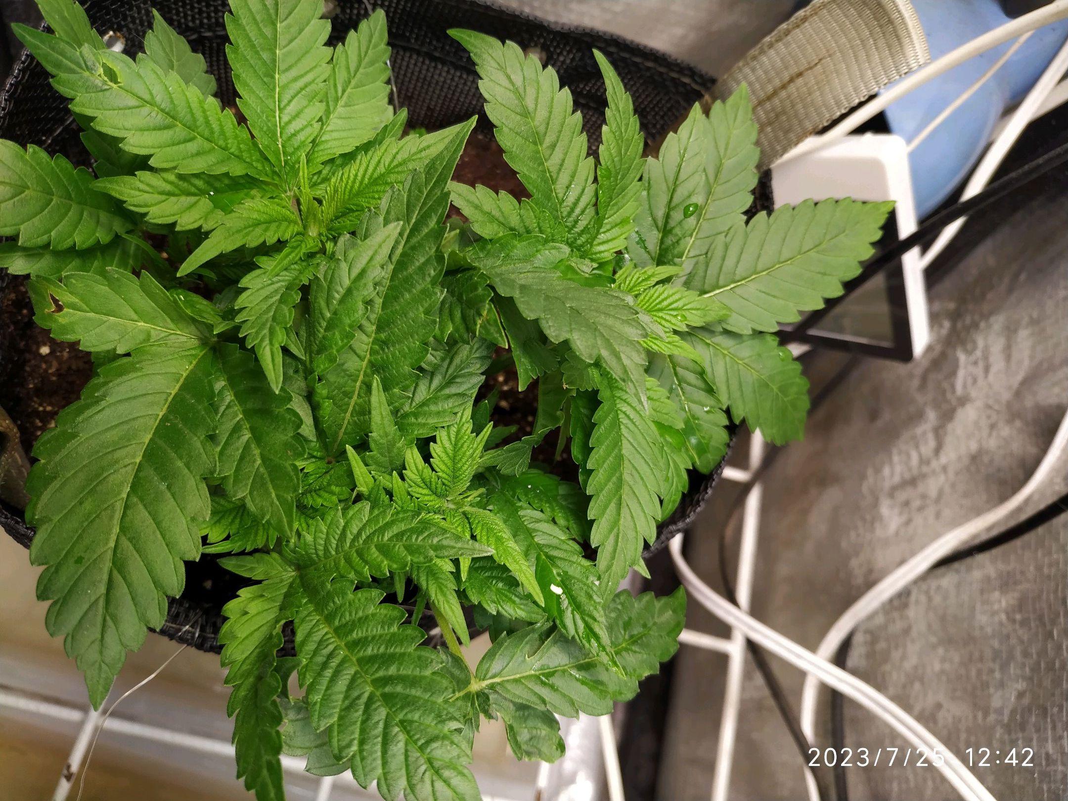 Jaqueline growlog photo 77