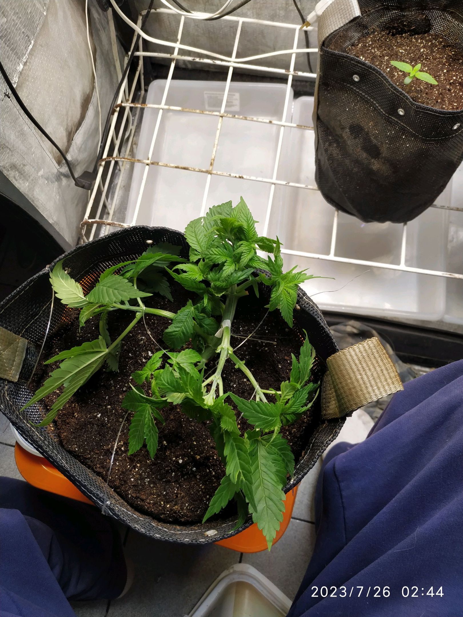 Jaqueline growlog photo 73