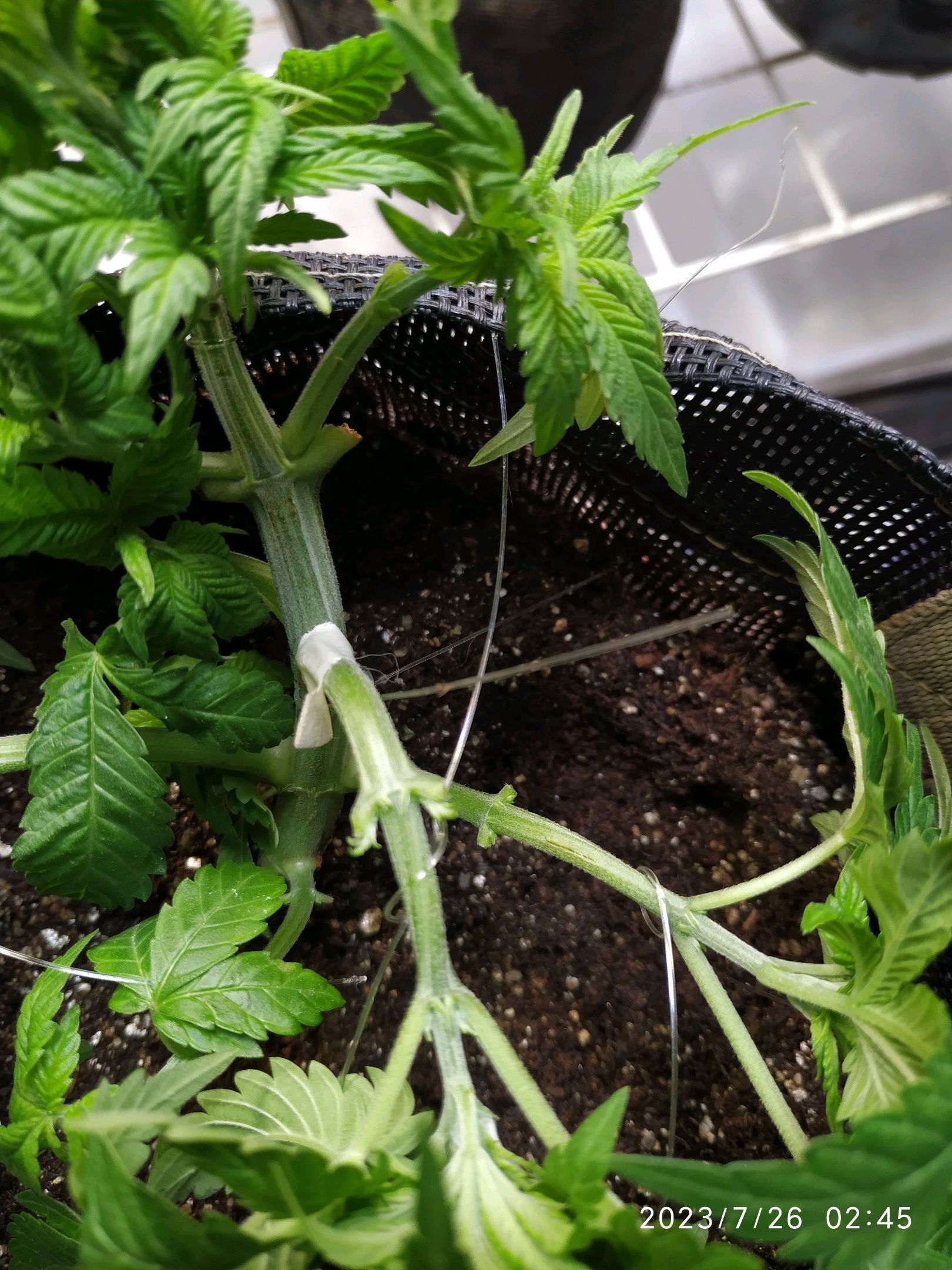 Jaqueline growlog photo 67