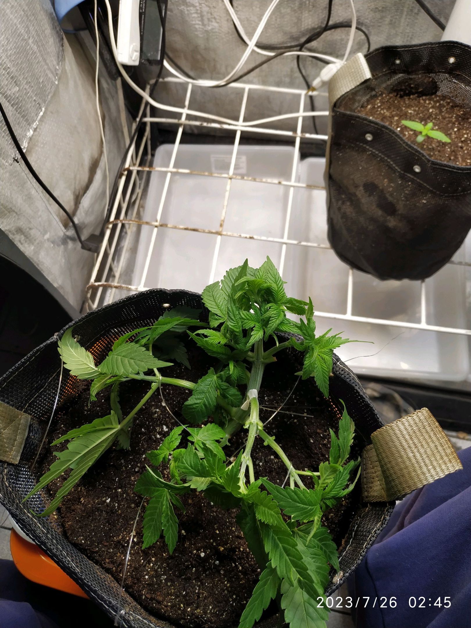 Jaqueline growlog photo 74