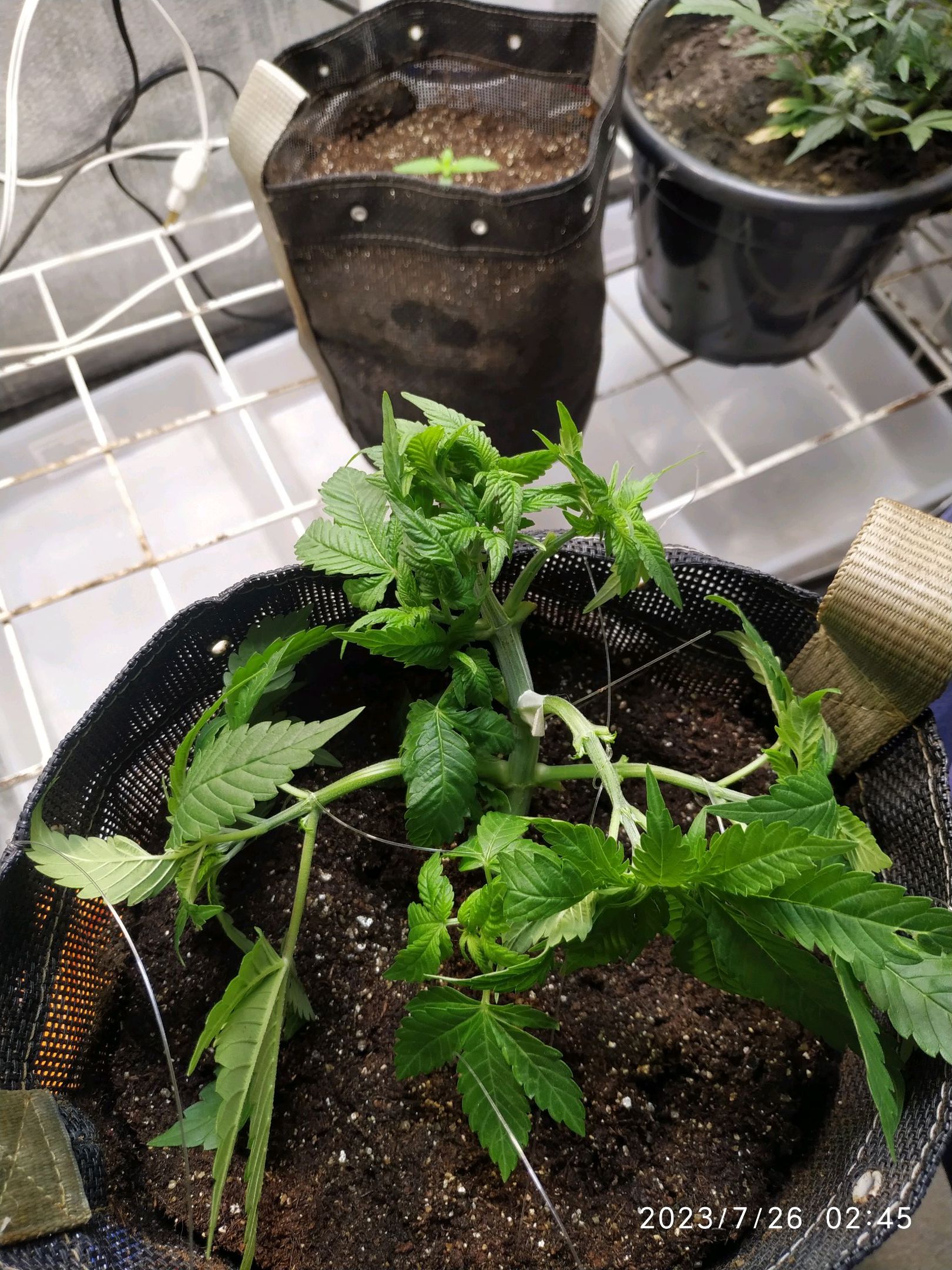 Jaqueline growlog photo 75