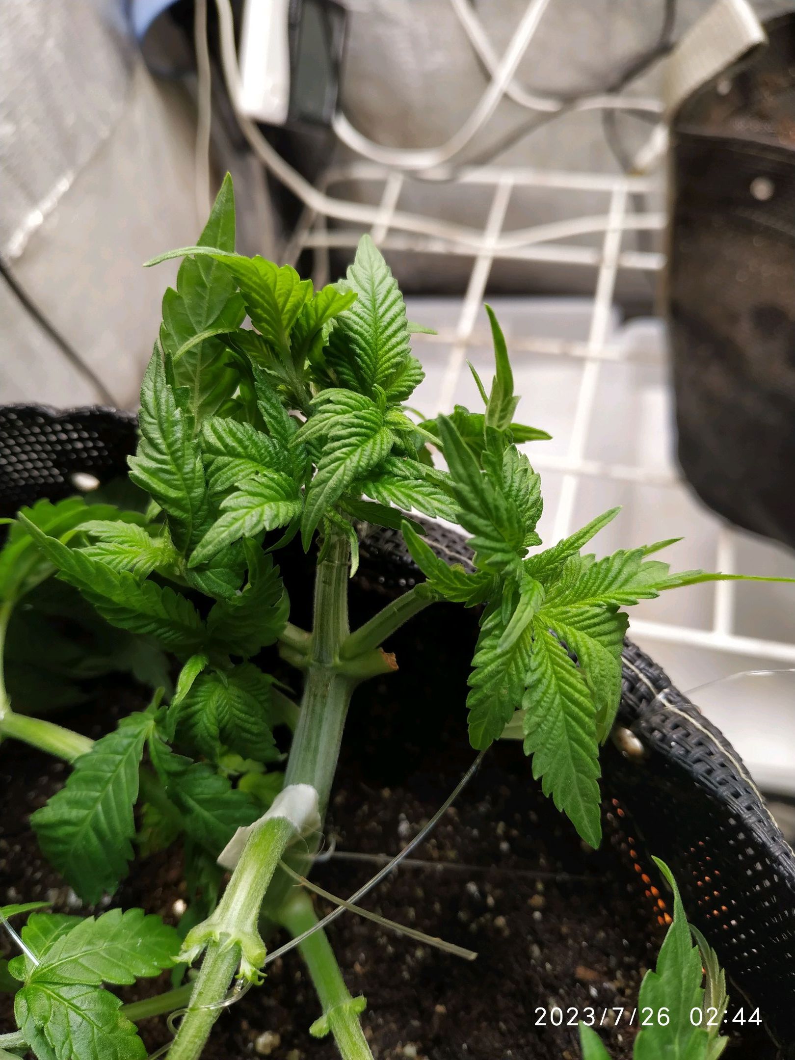 Jaqueline growlog photo 76