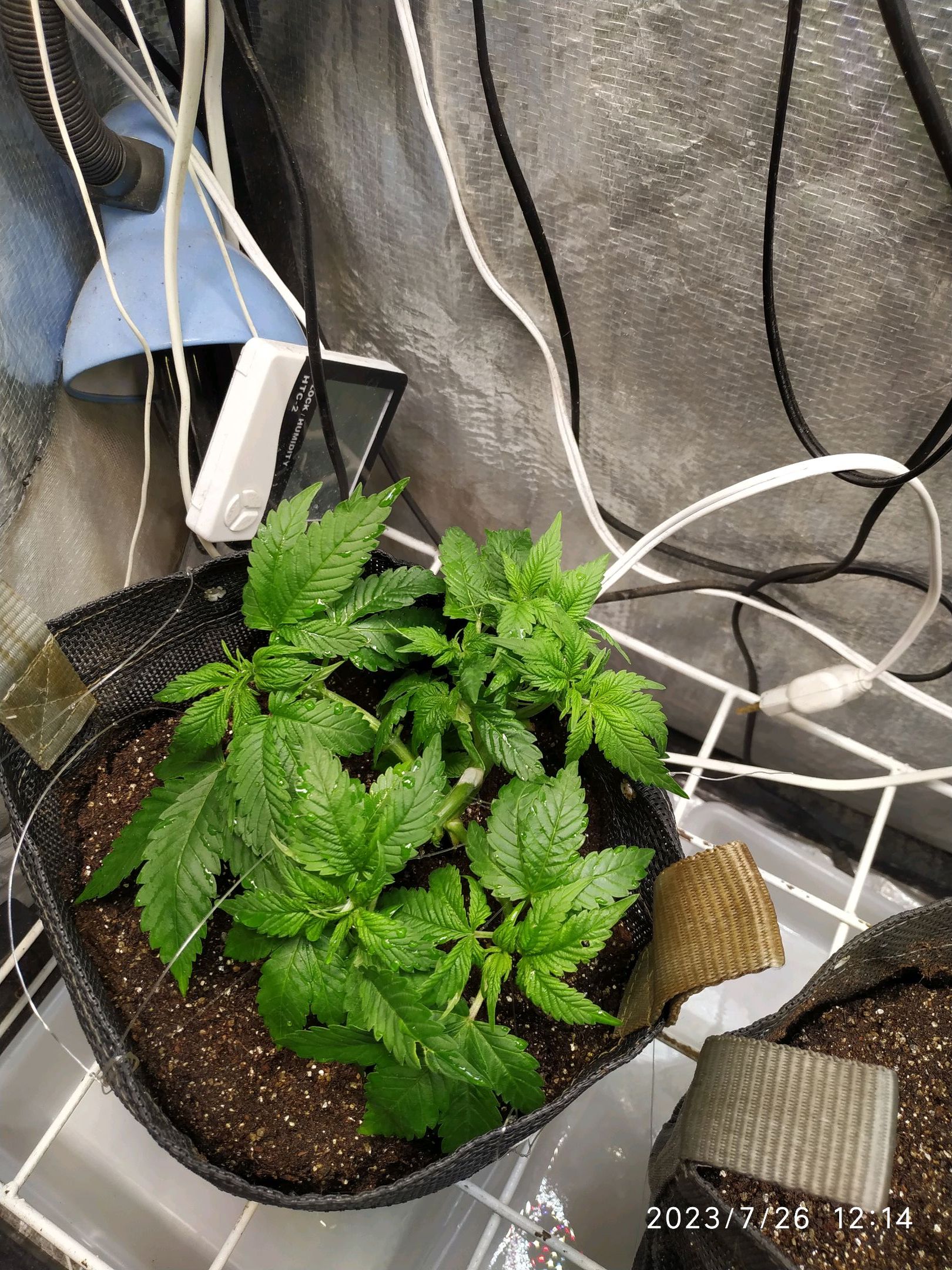 Jaqueline growlog photo 79
