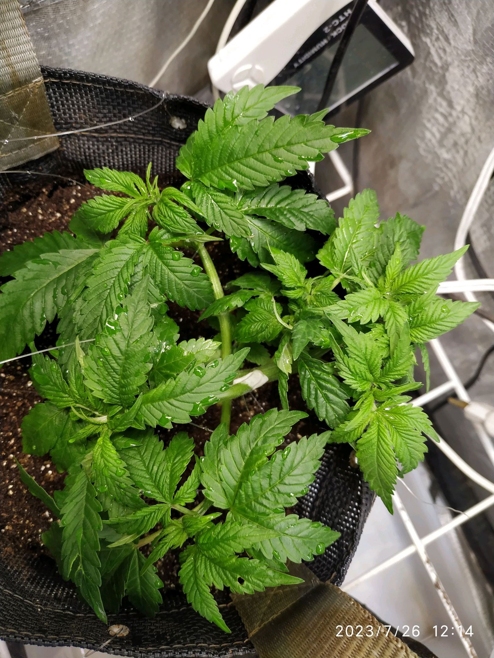 Jaqueline growlog photo 80