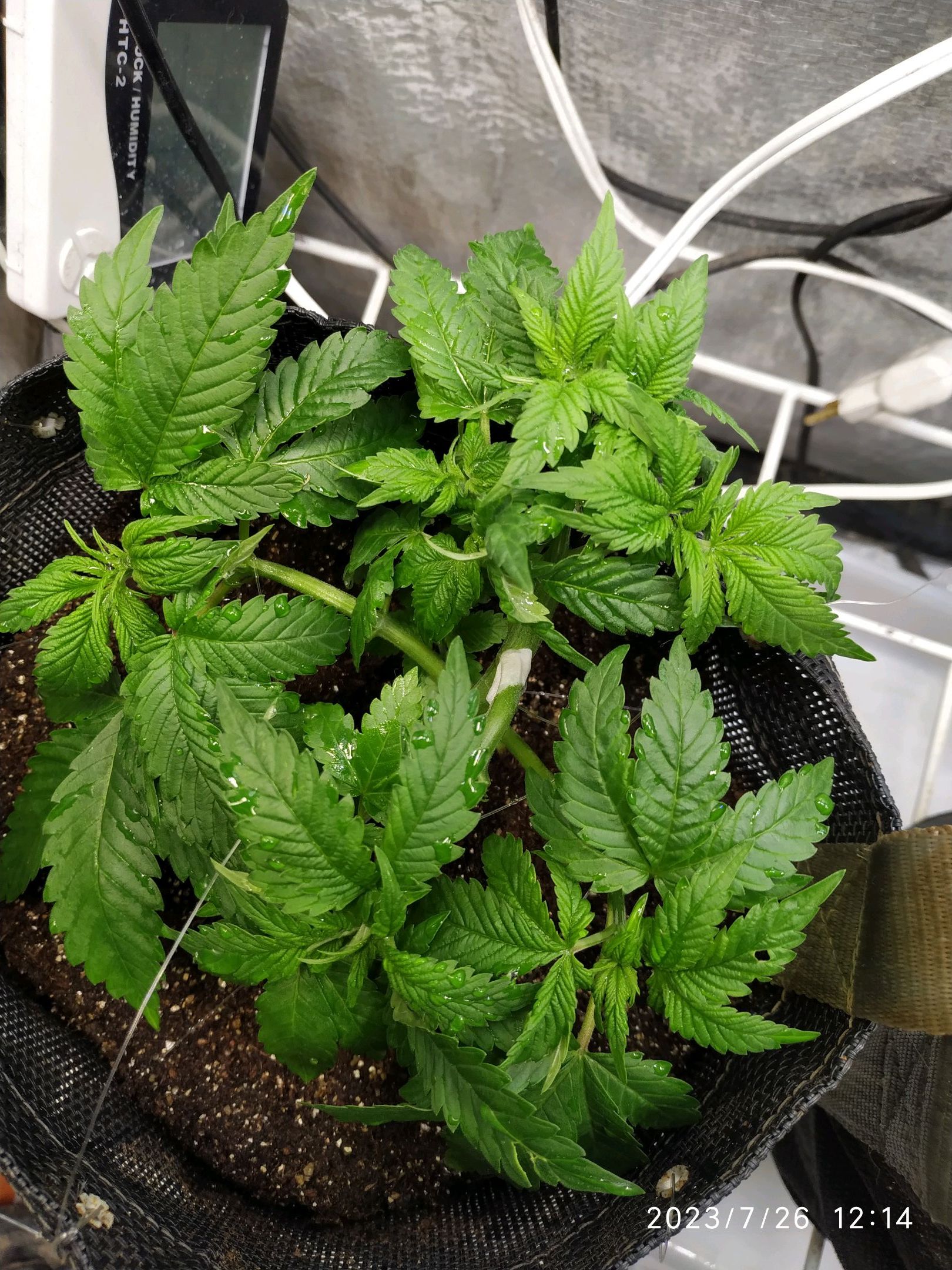 Jaqueline growlog photo 84