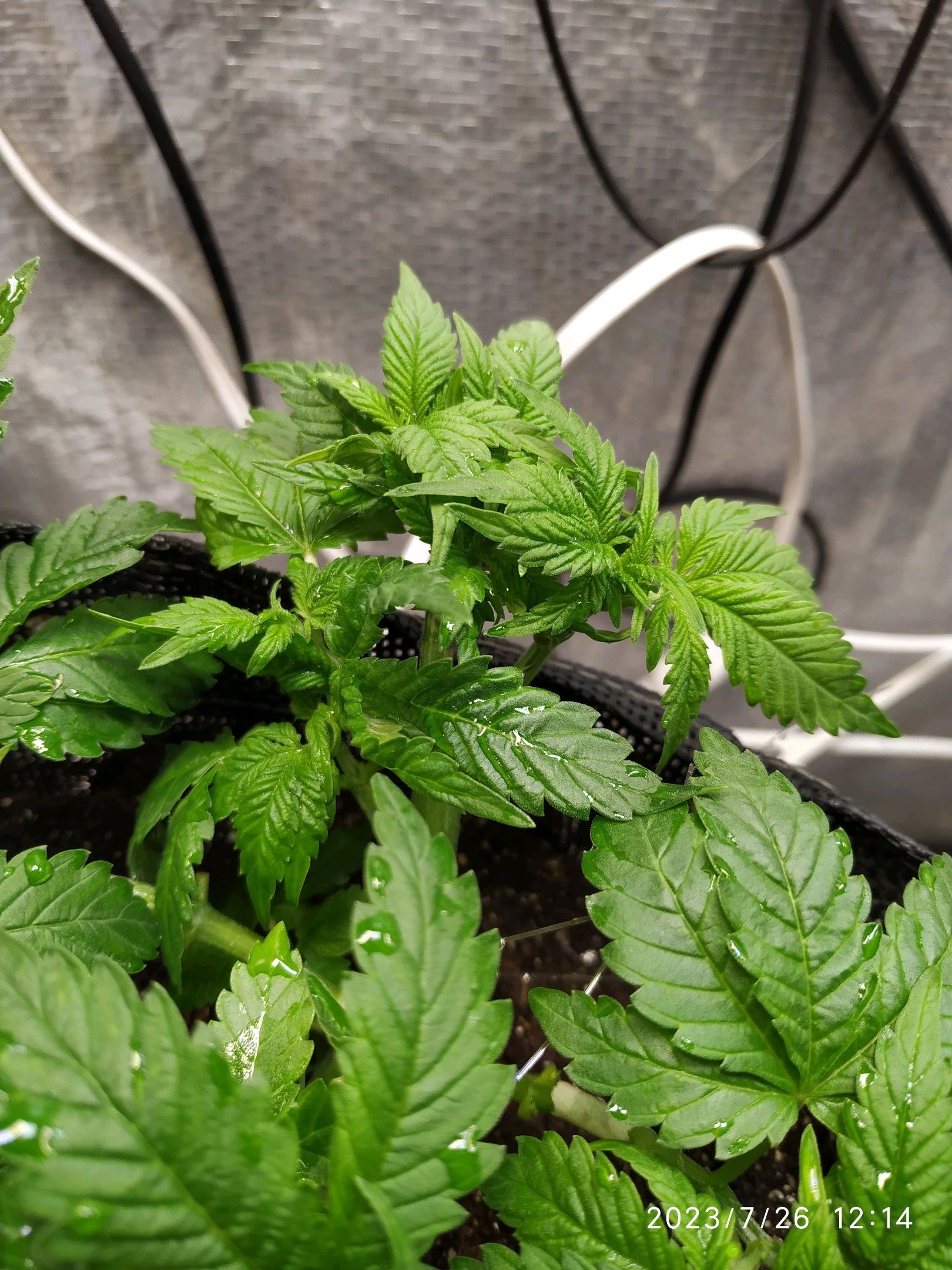 Jaqueline growlog photo 85