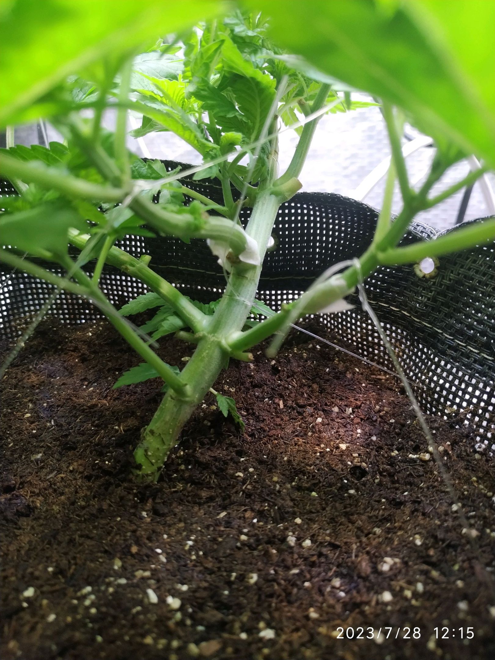 Jaqueline growlog photo 93