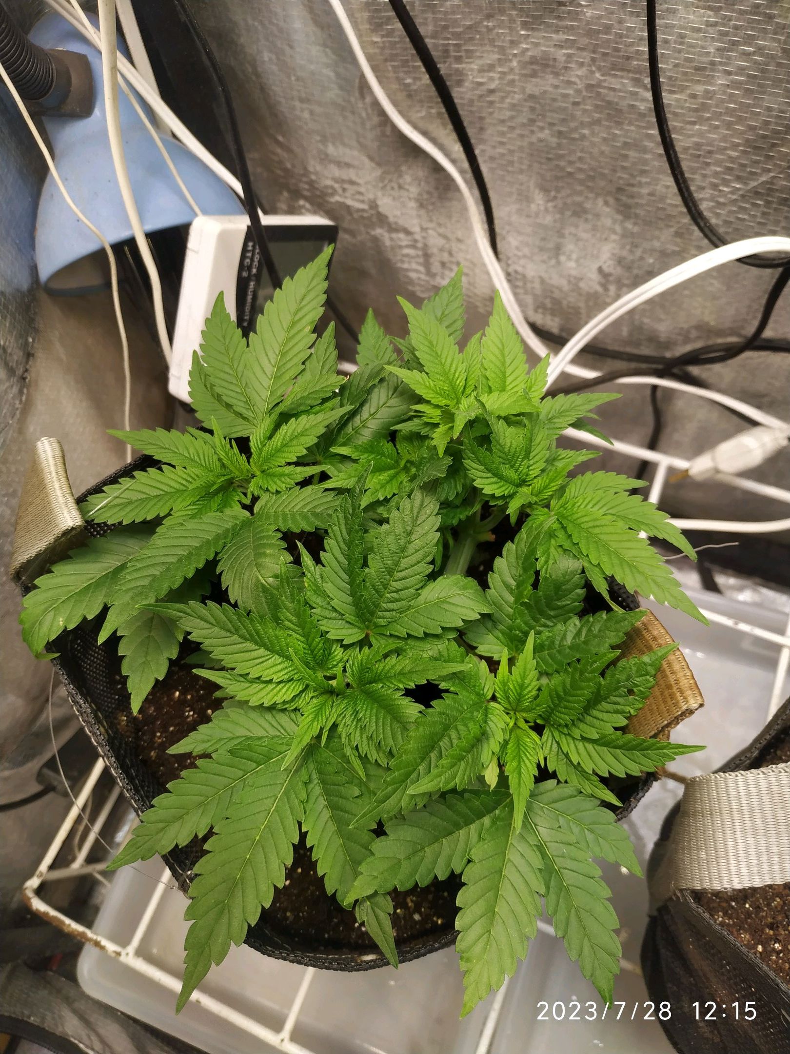 Jaqueline growlog photo 91