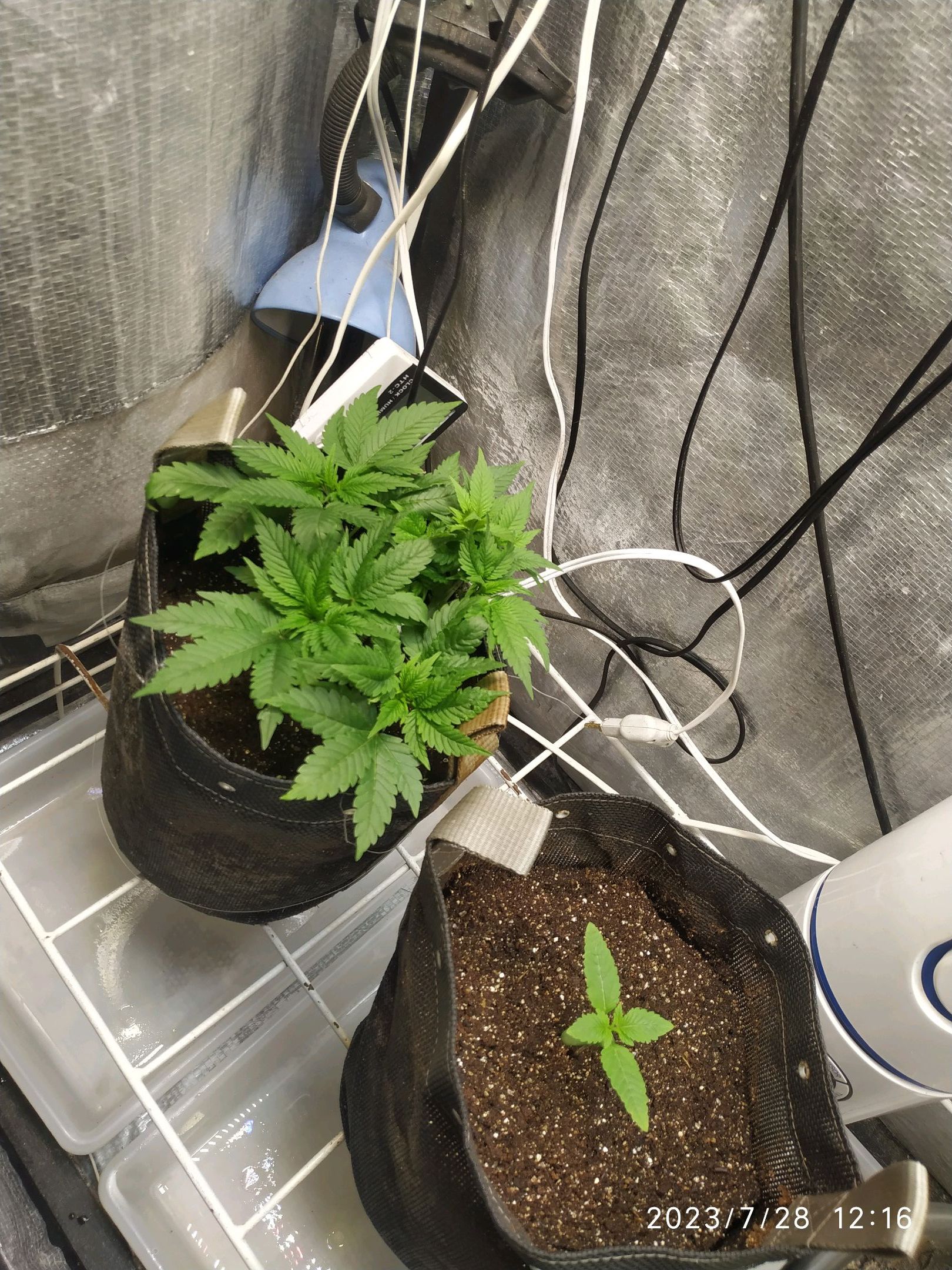 Jaqueline growlog photo 92
