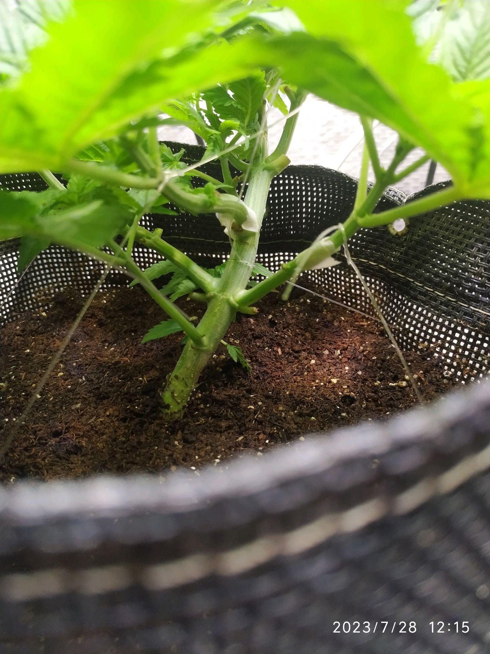 Jaqueline growlog photo 95