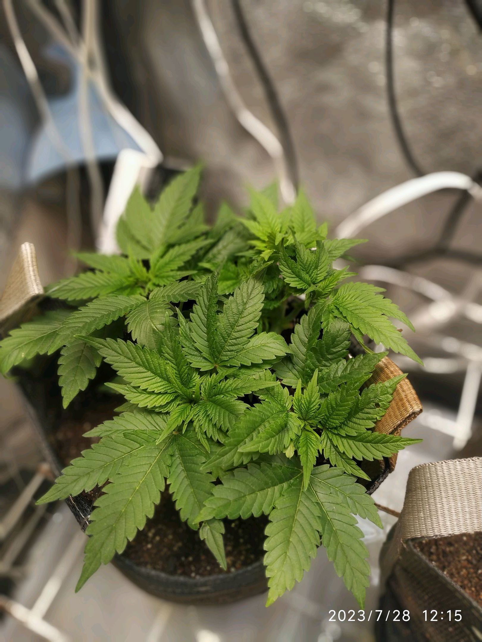 Jaqueline growlog photo 96