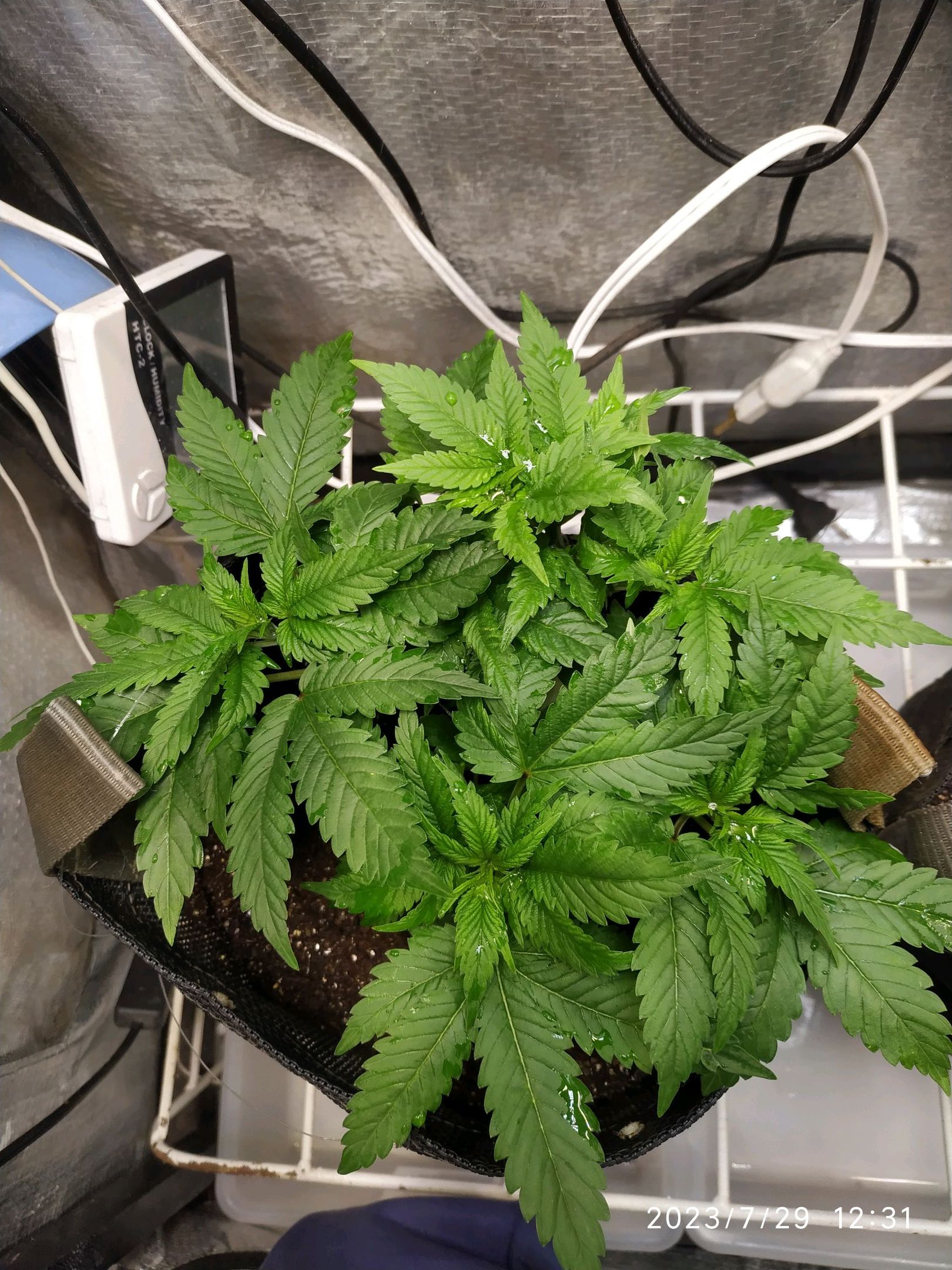 Jaqueline growlog photo 99