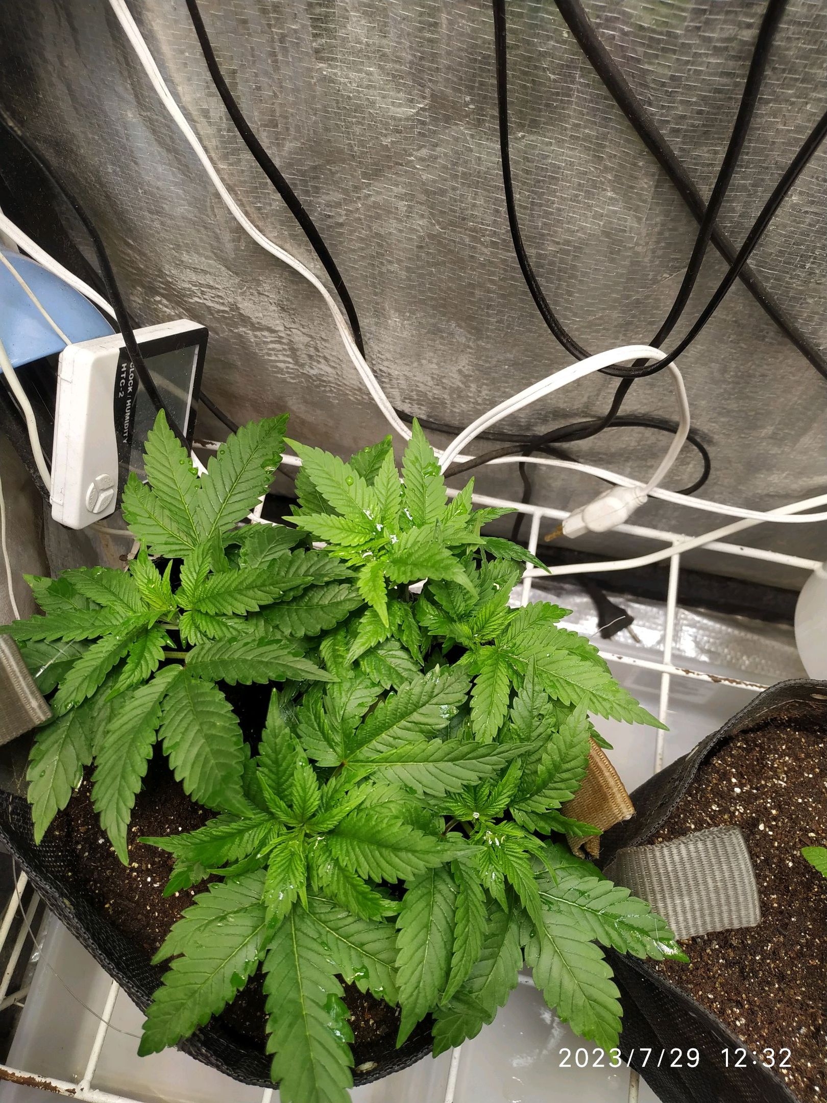 Jaqueline growlog photo 100