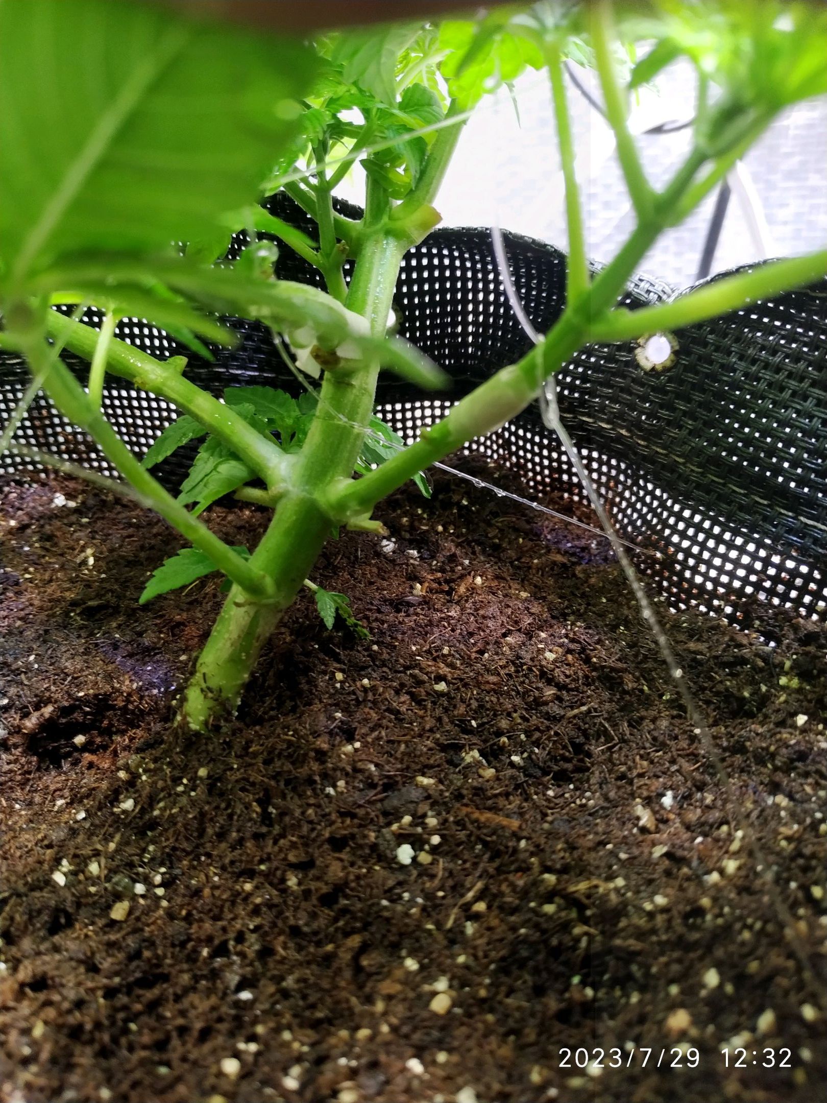 Jaqueline growlog photo 101