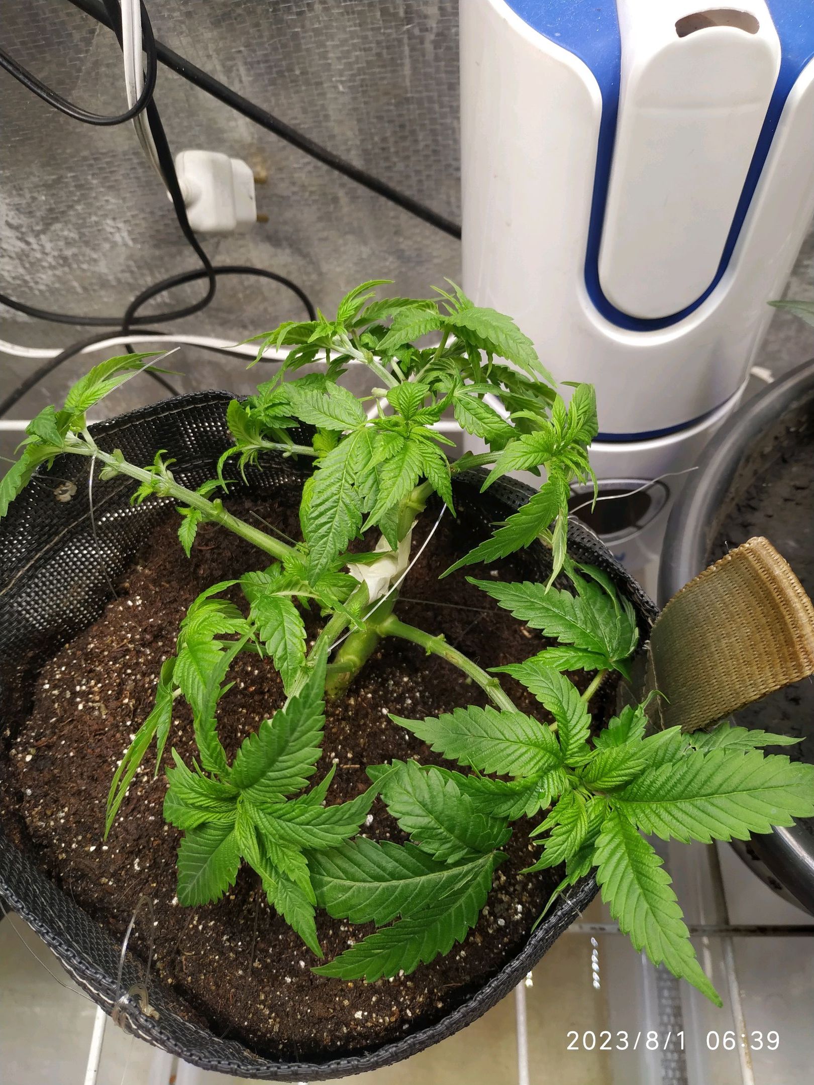 Jaqueline growlog photo 103