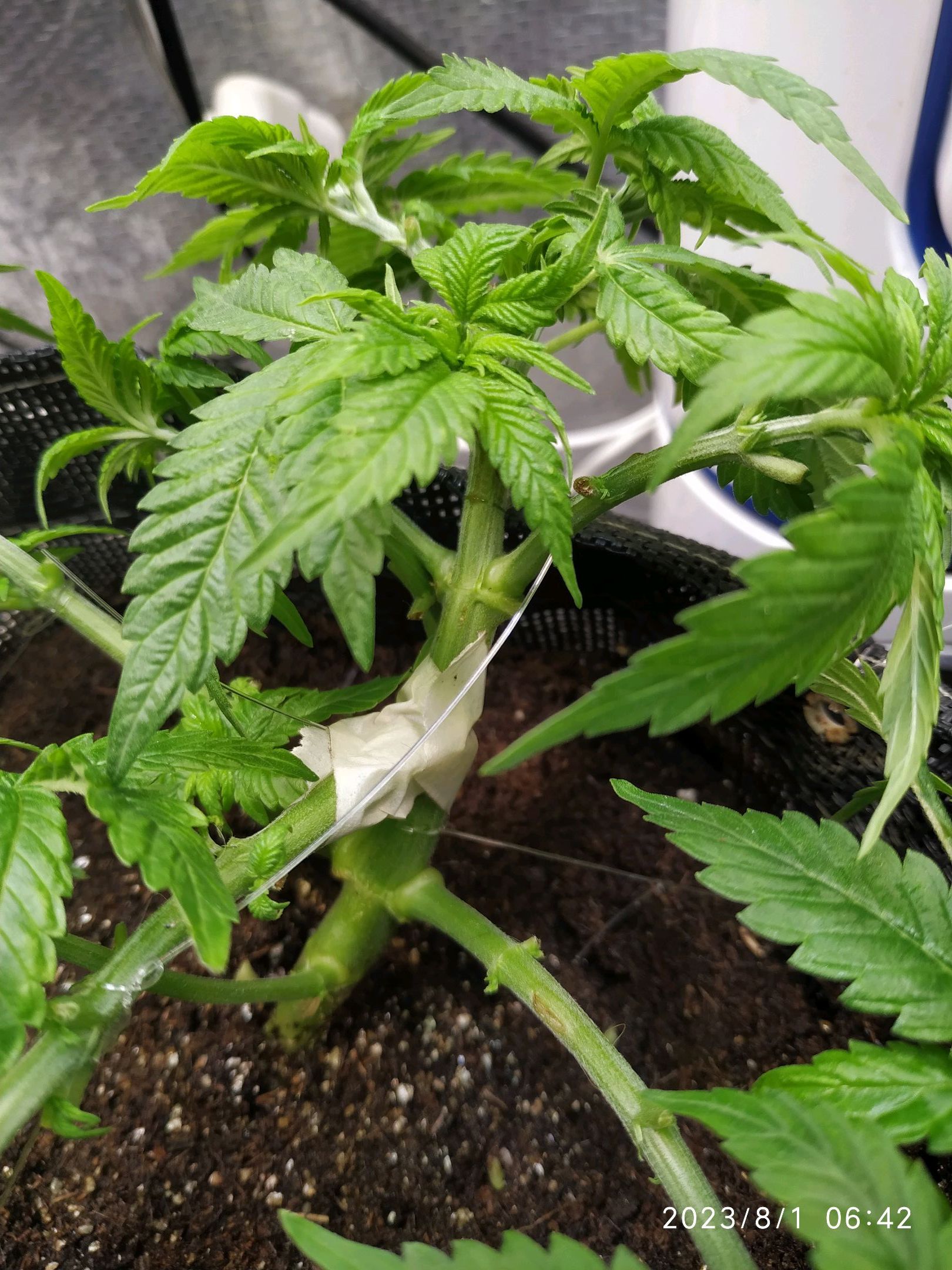 Jaqueline growlog photo 102