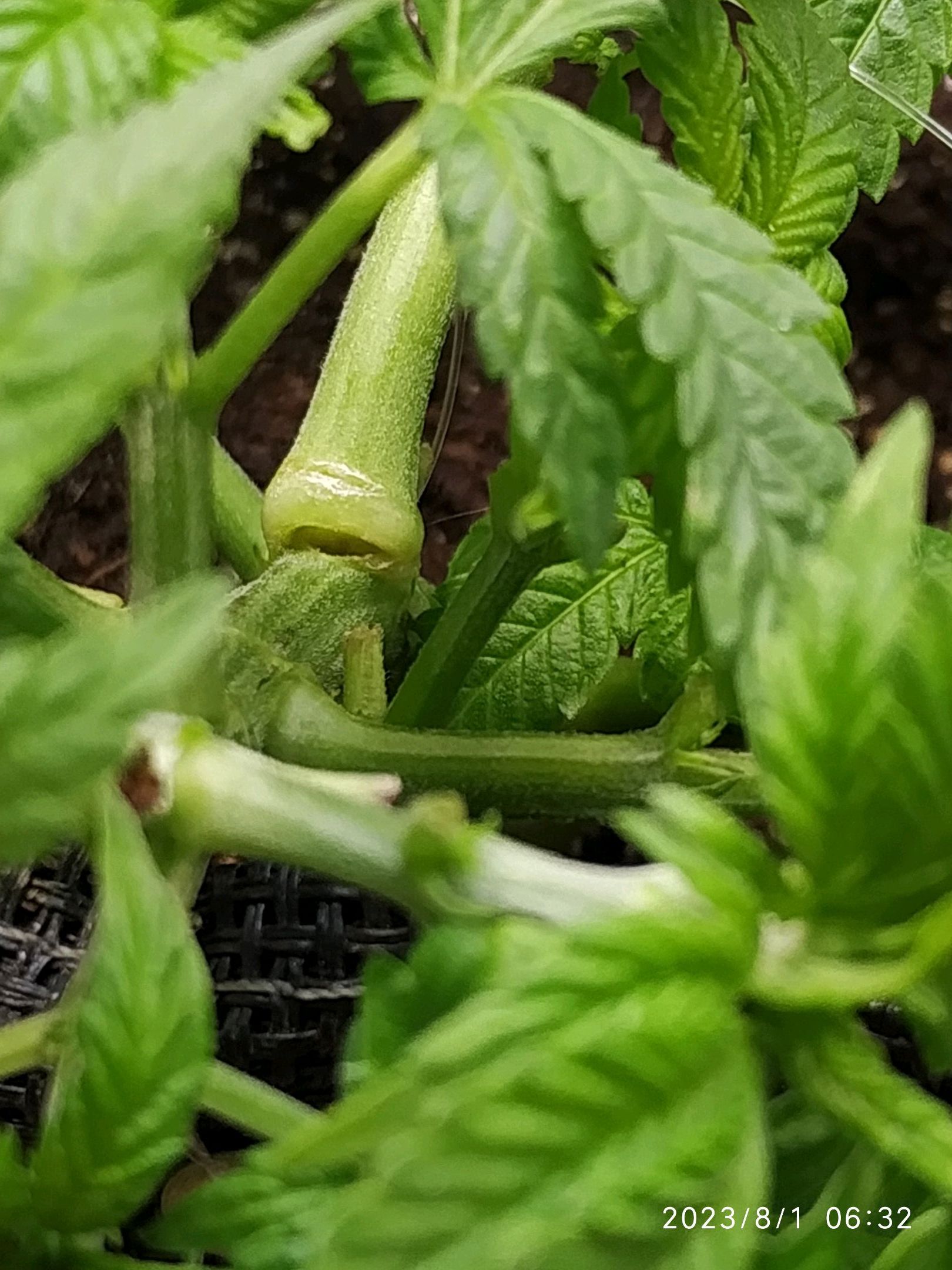 Jaqueline growlog photo 105