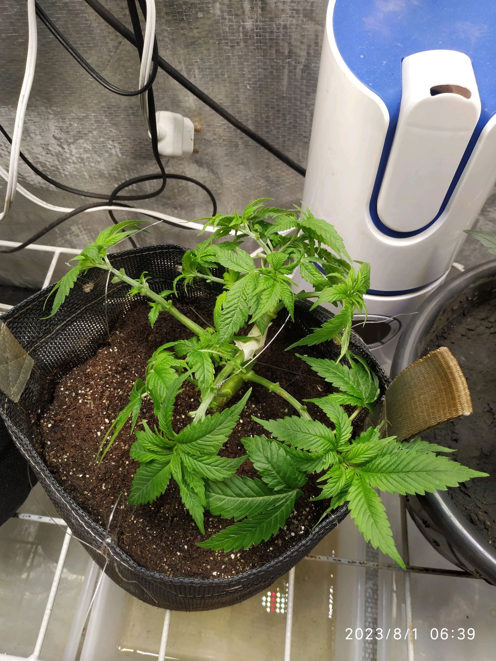 Jaqueline growlog photo 106