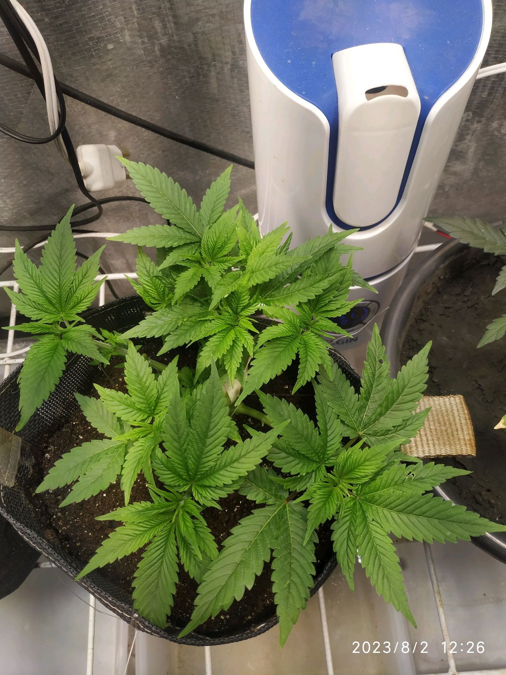 Jaqueline growlog photo 108